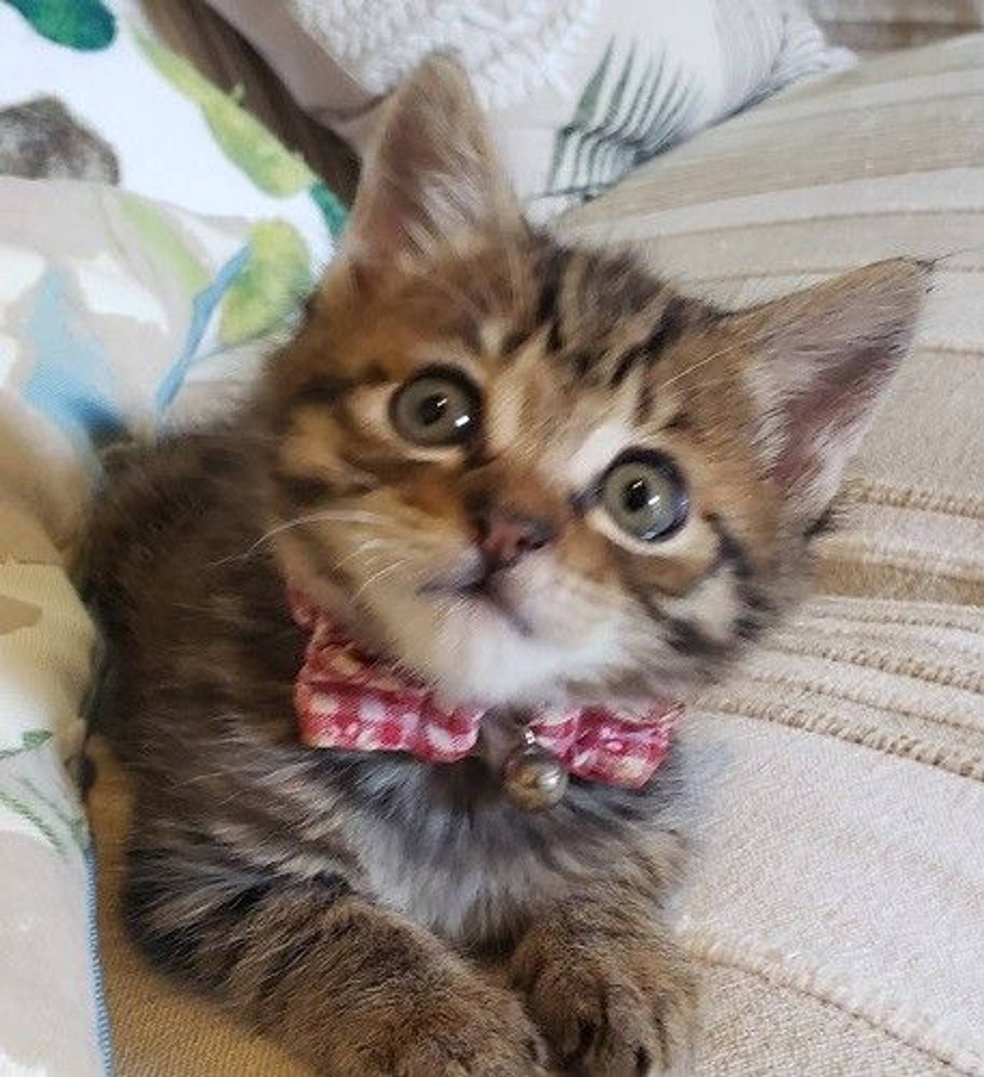 雑種（ミックス猫）・メスの里親募集の写真