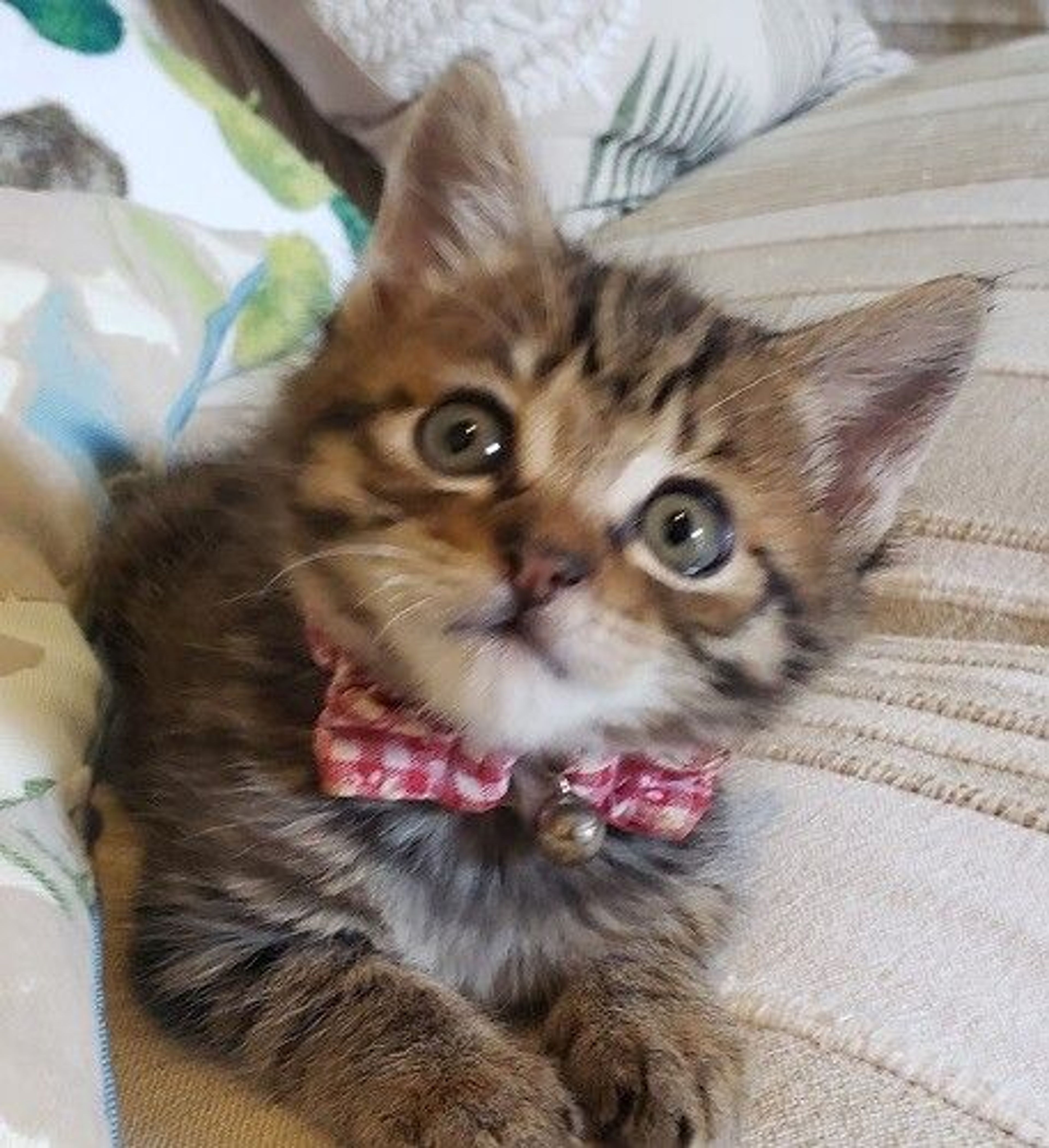 雑種（ミックス猫）・メスの里親募集の写真