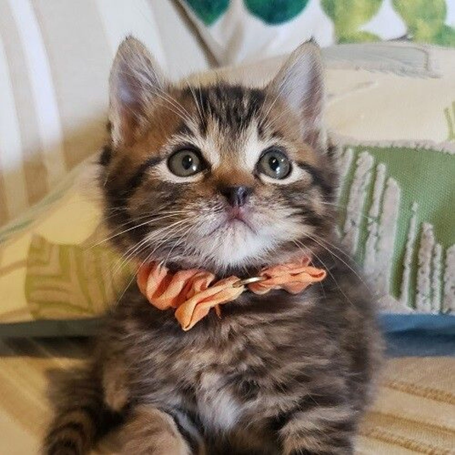 雑種（ミックス猫）・オスの里親募集の写真