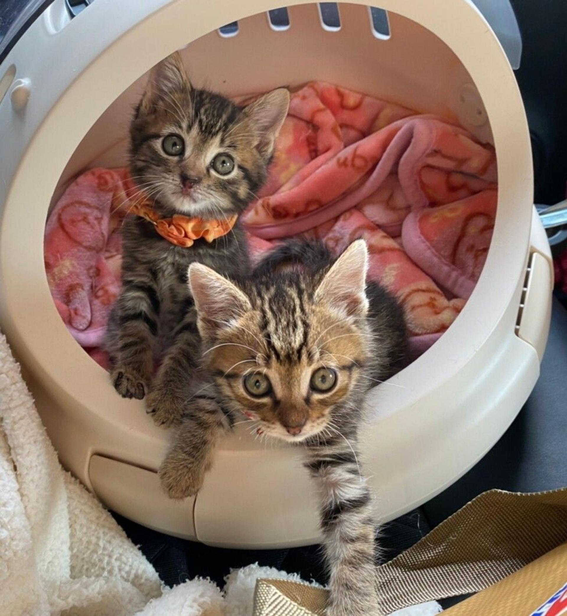 pet-image-5