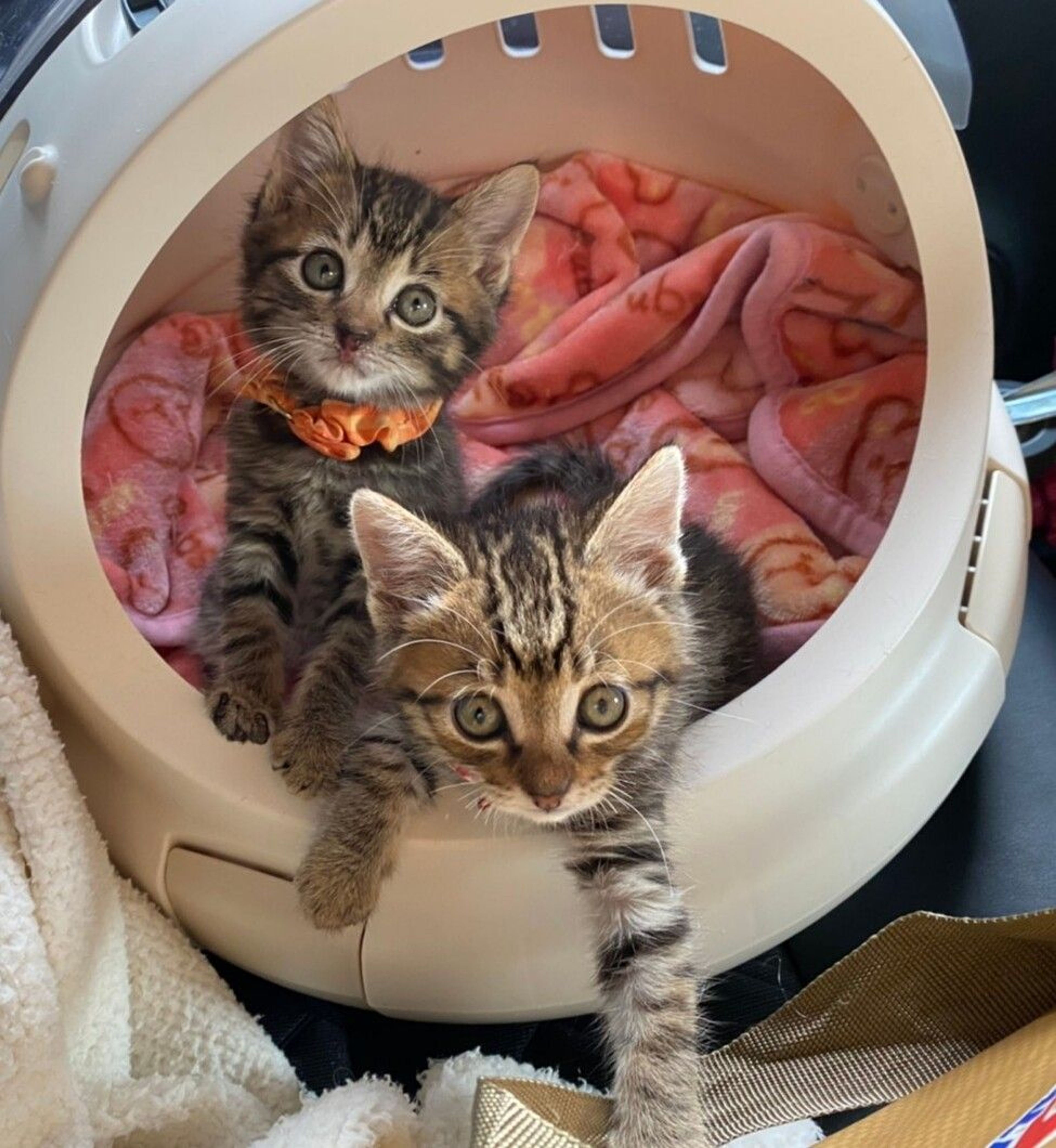pet-image-5