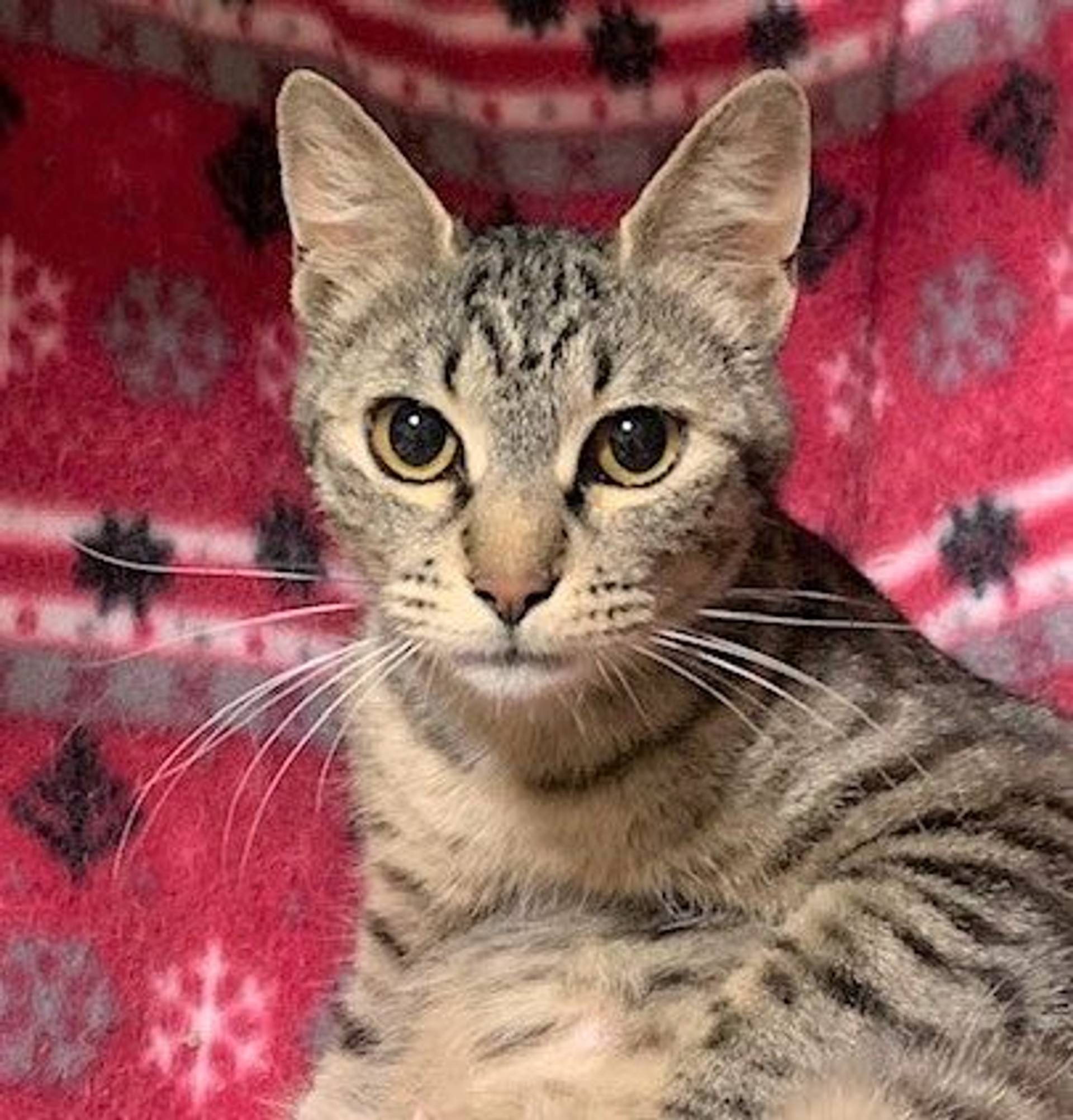 雑種（ミックス猫）・メスの里親募集の写真
