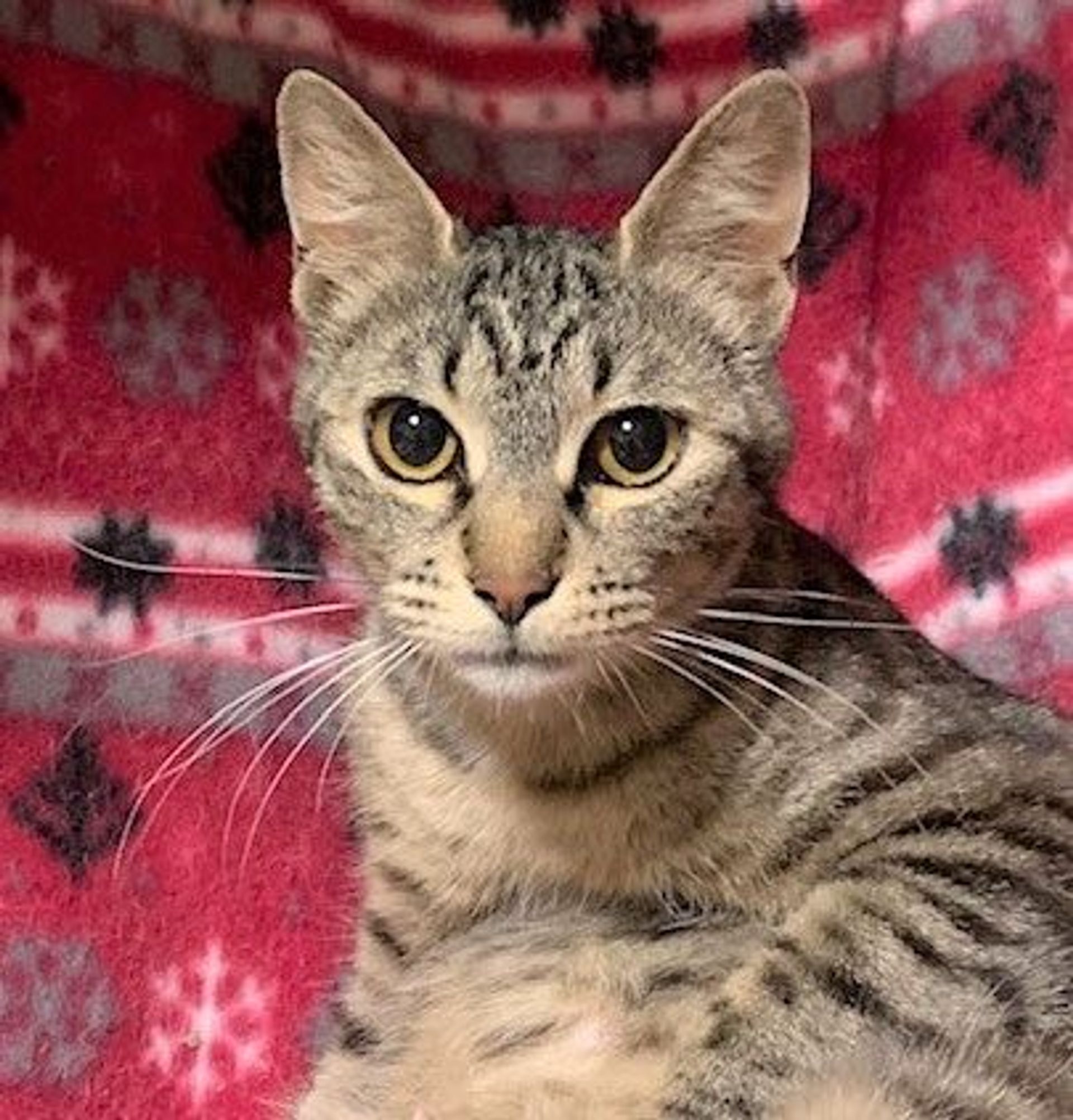 雑種（ミックス猫）・メスの里親募集の写真