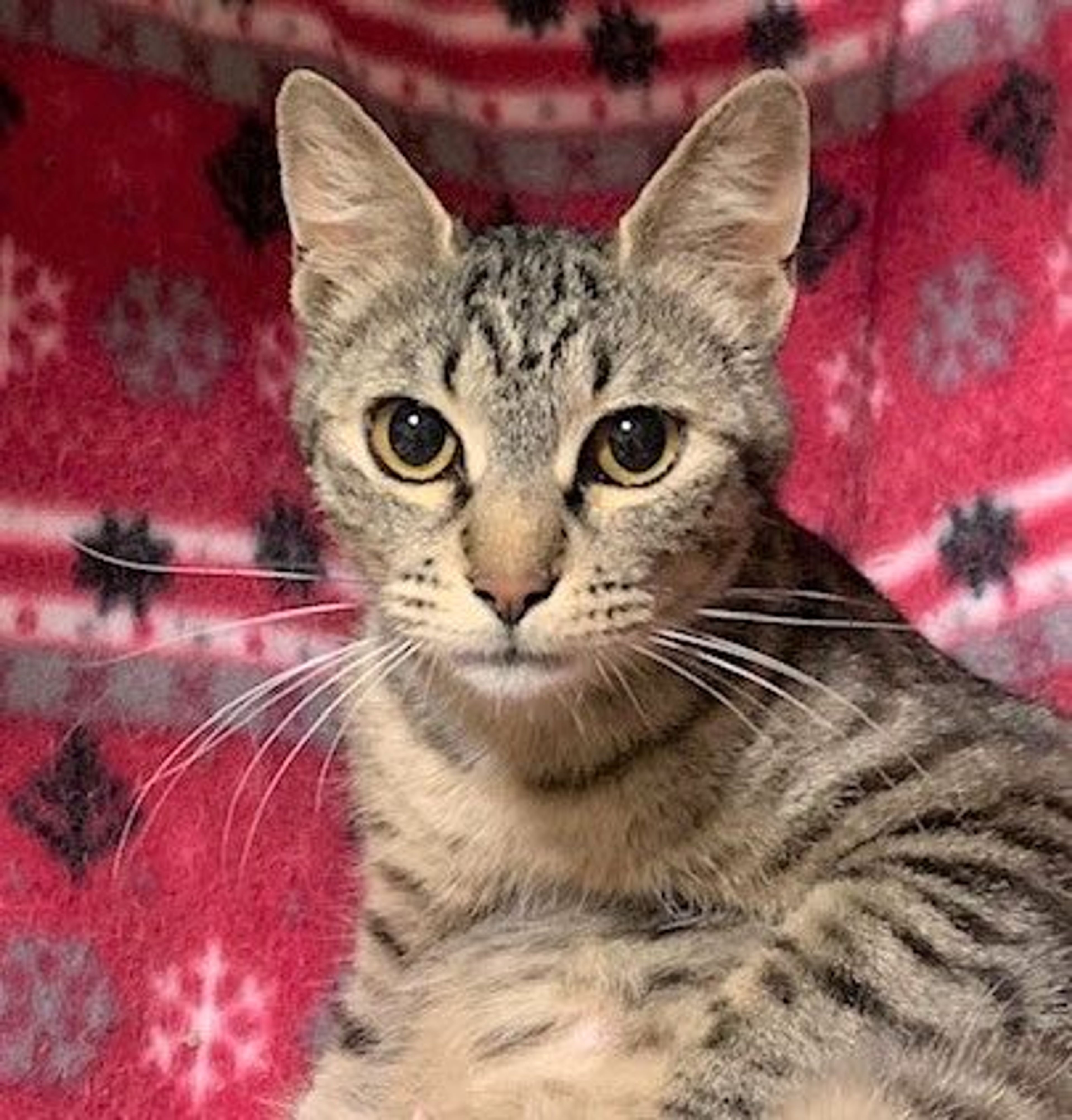 雑種（ミックス猫）・メスの里親募集の写真