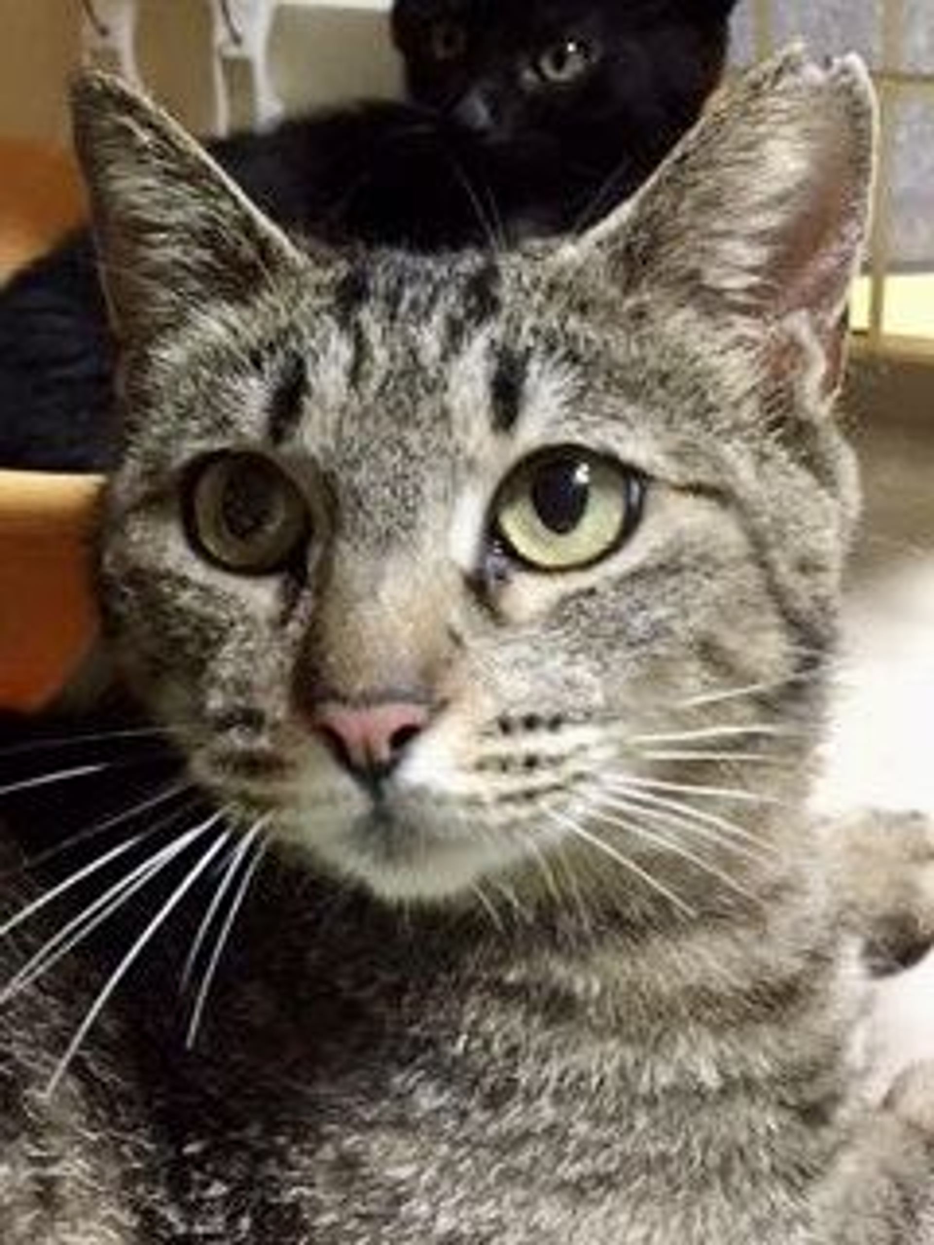 雑種（ミックス猫）・メスの里親募集の写真