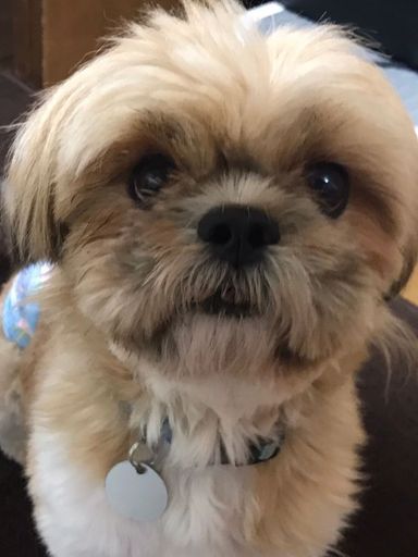 ポパイの写真