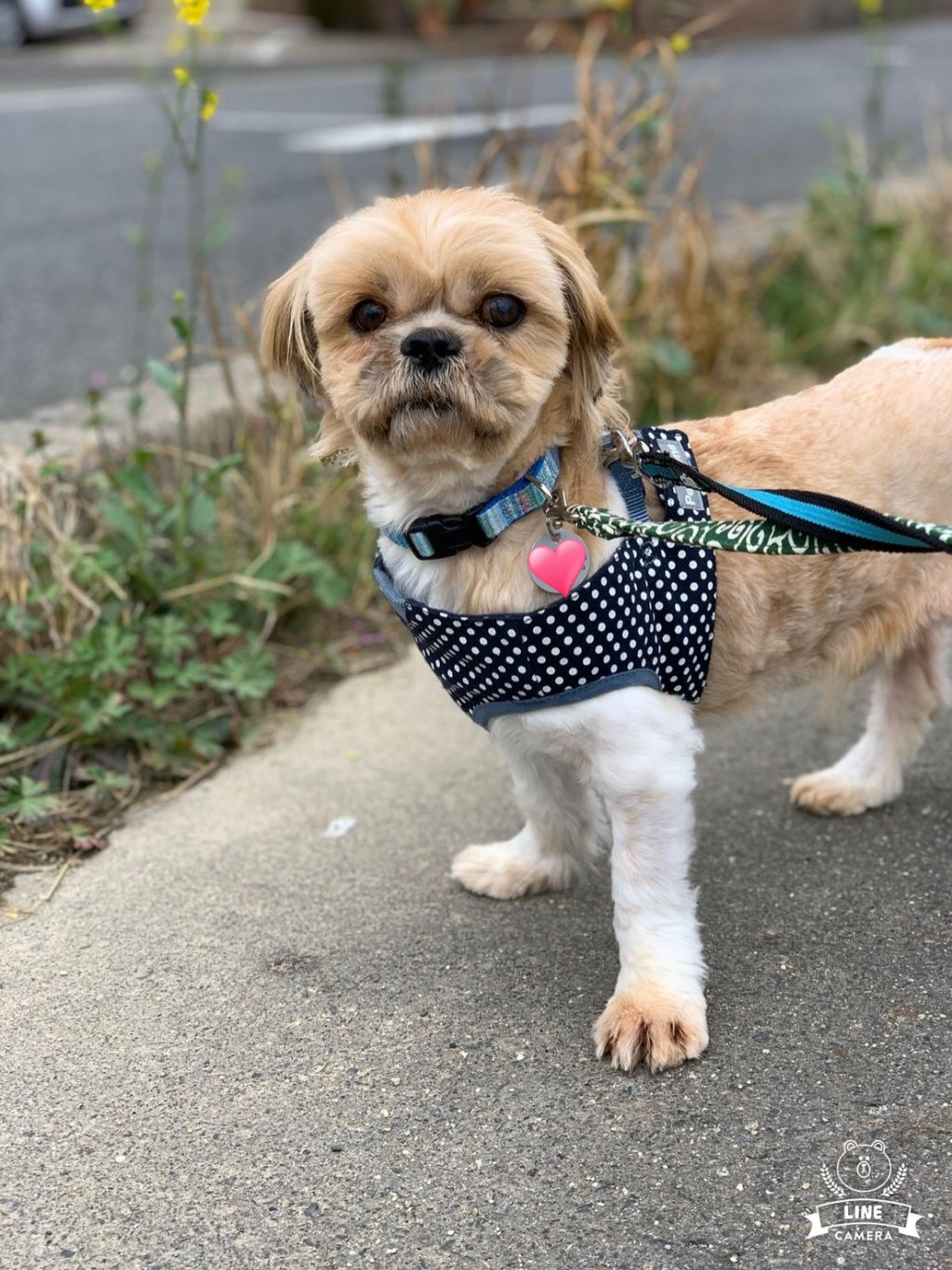 pet-image-2