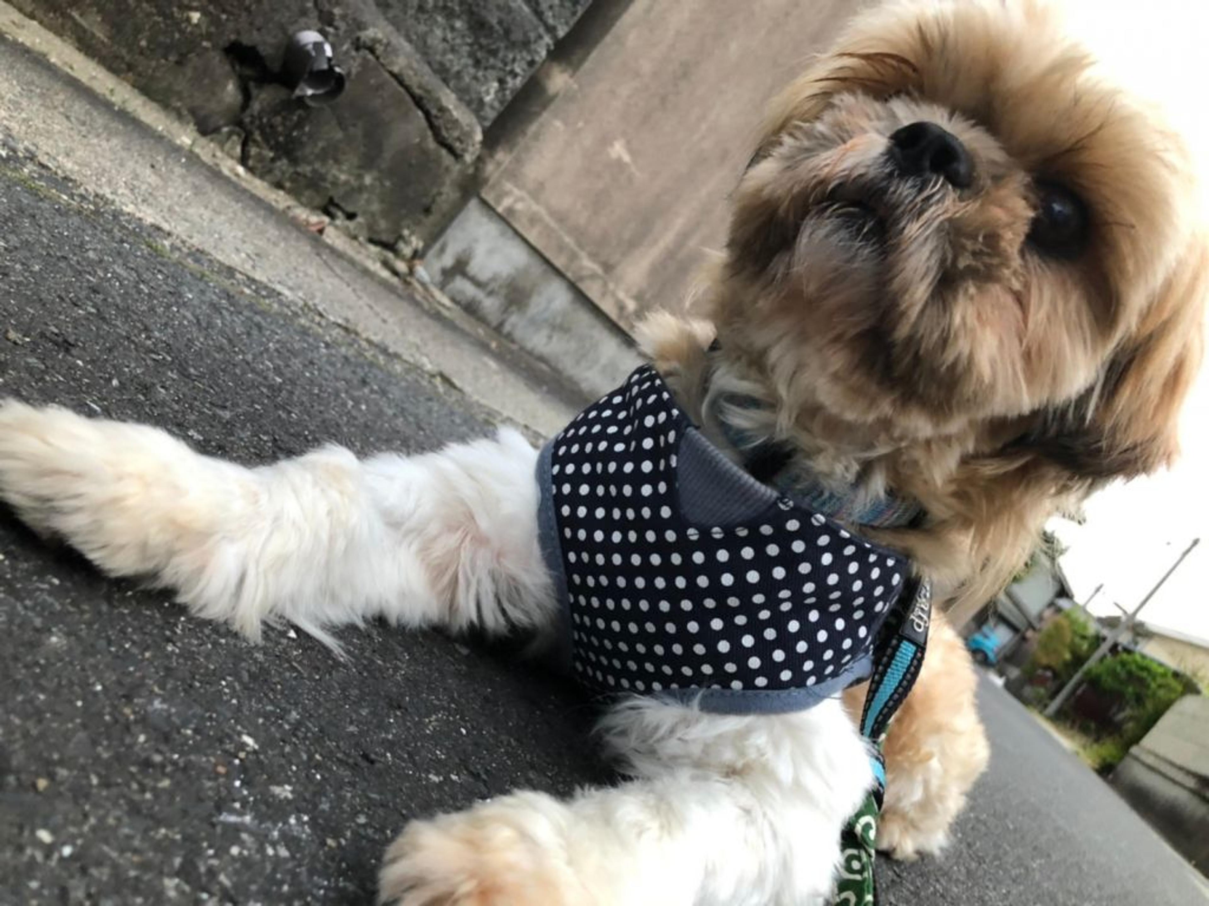 pet-image-3