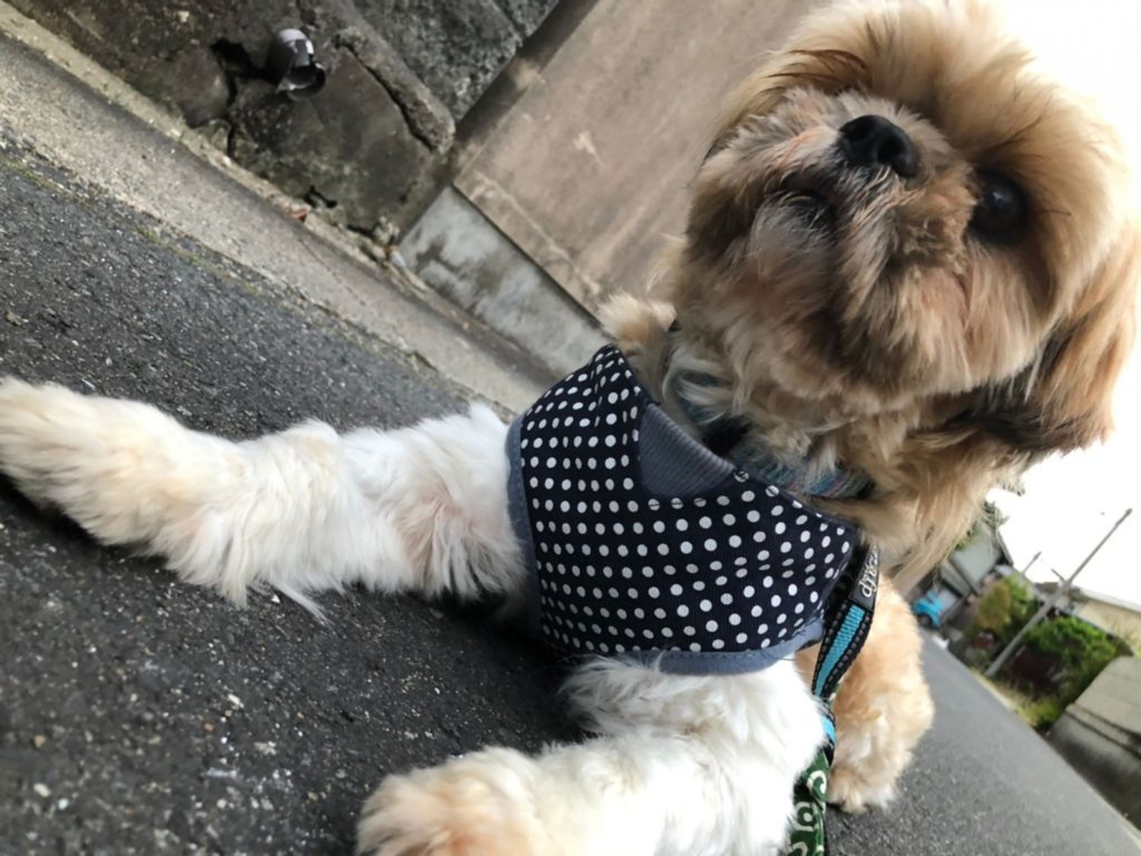 pet-image-3