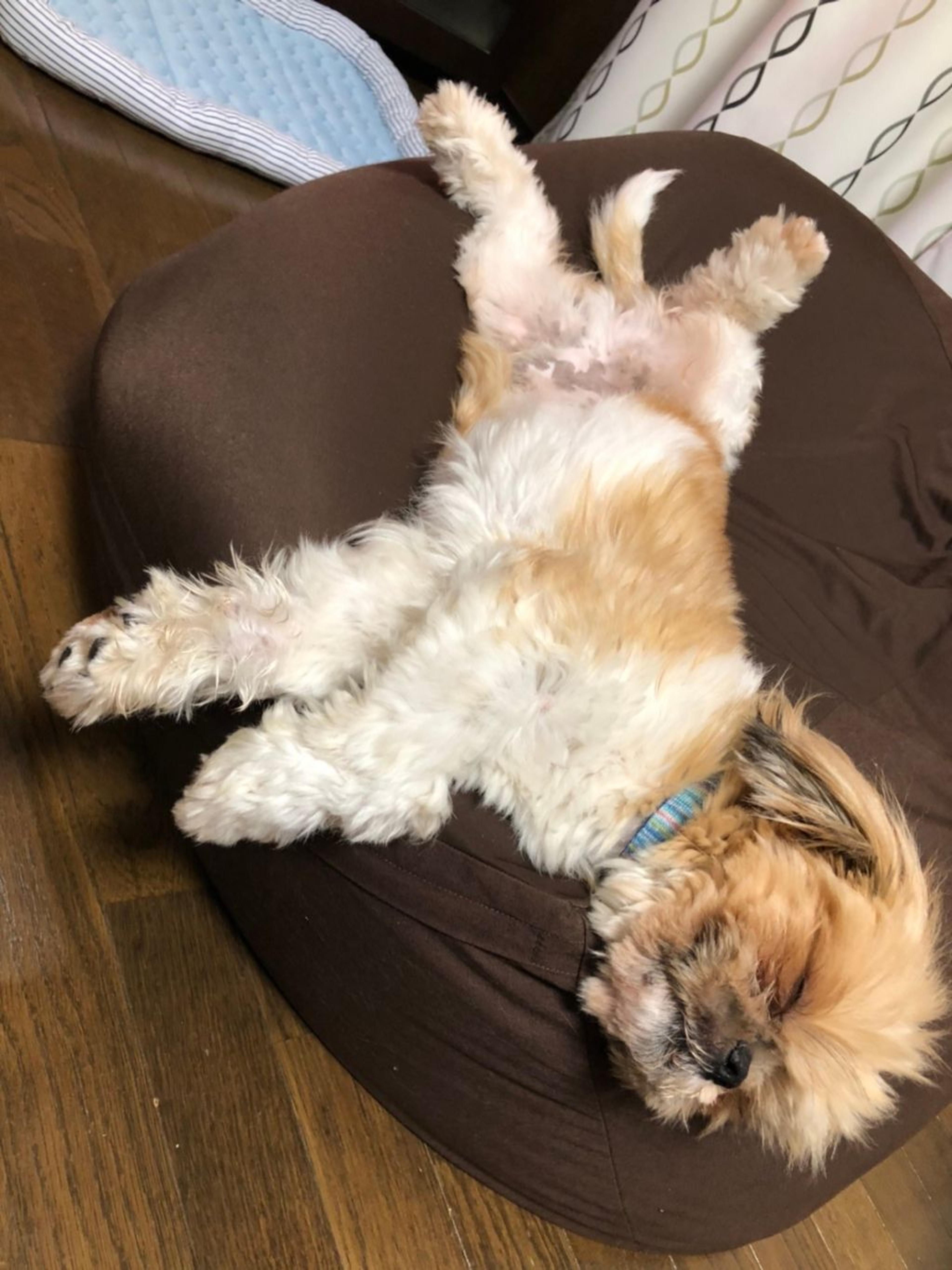 pet-image-4
