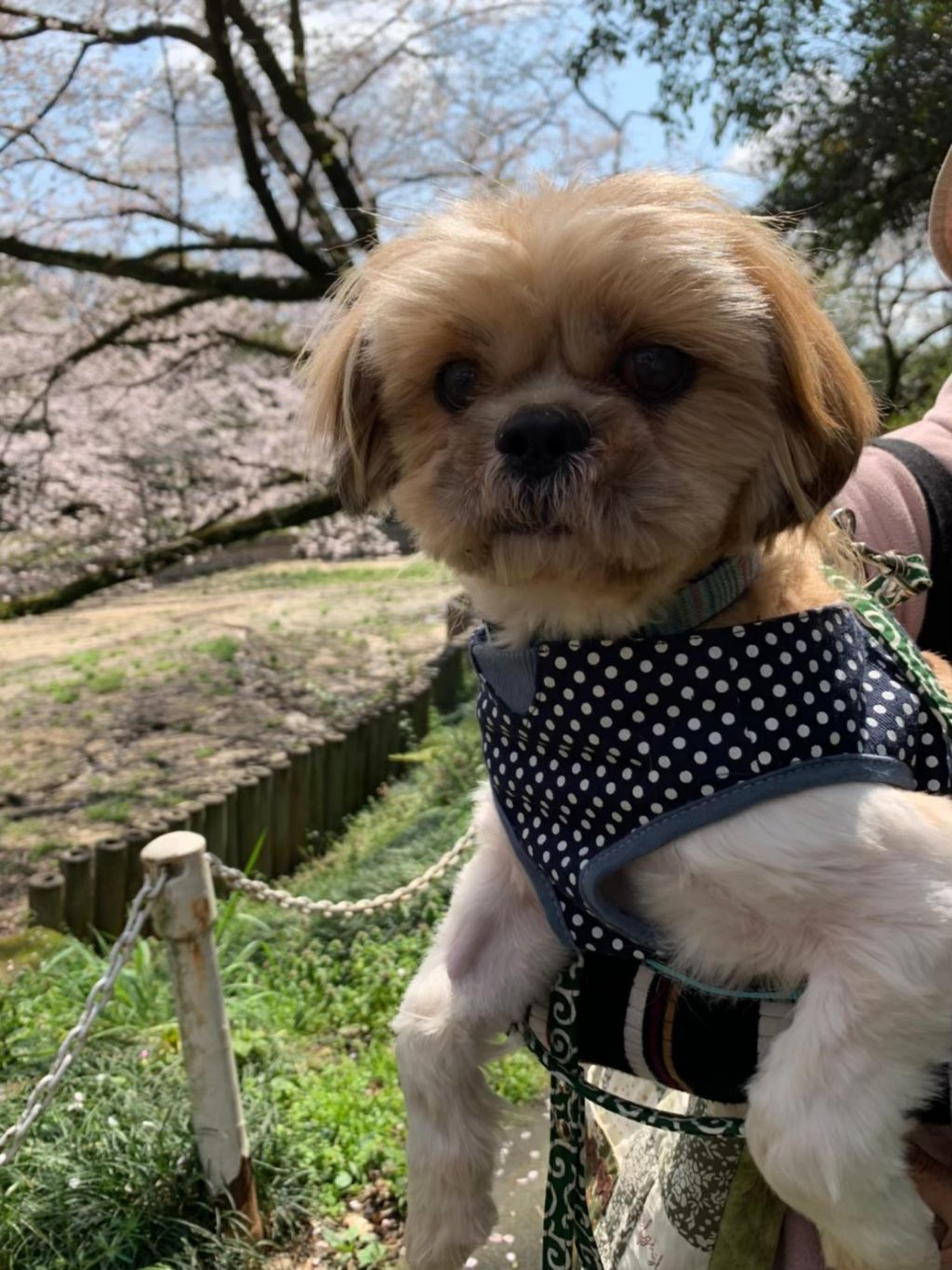 pet-image-6