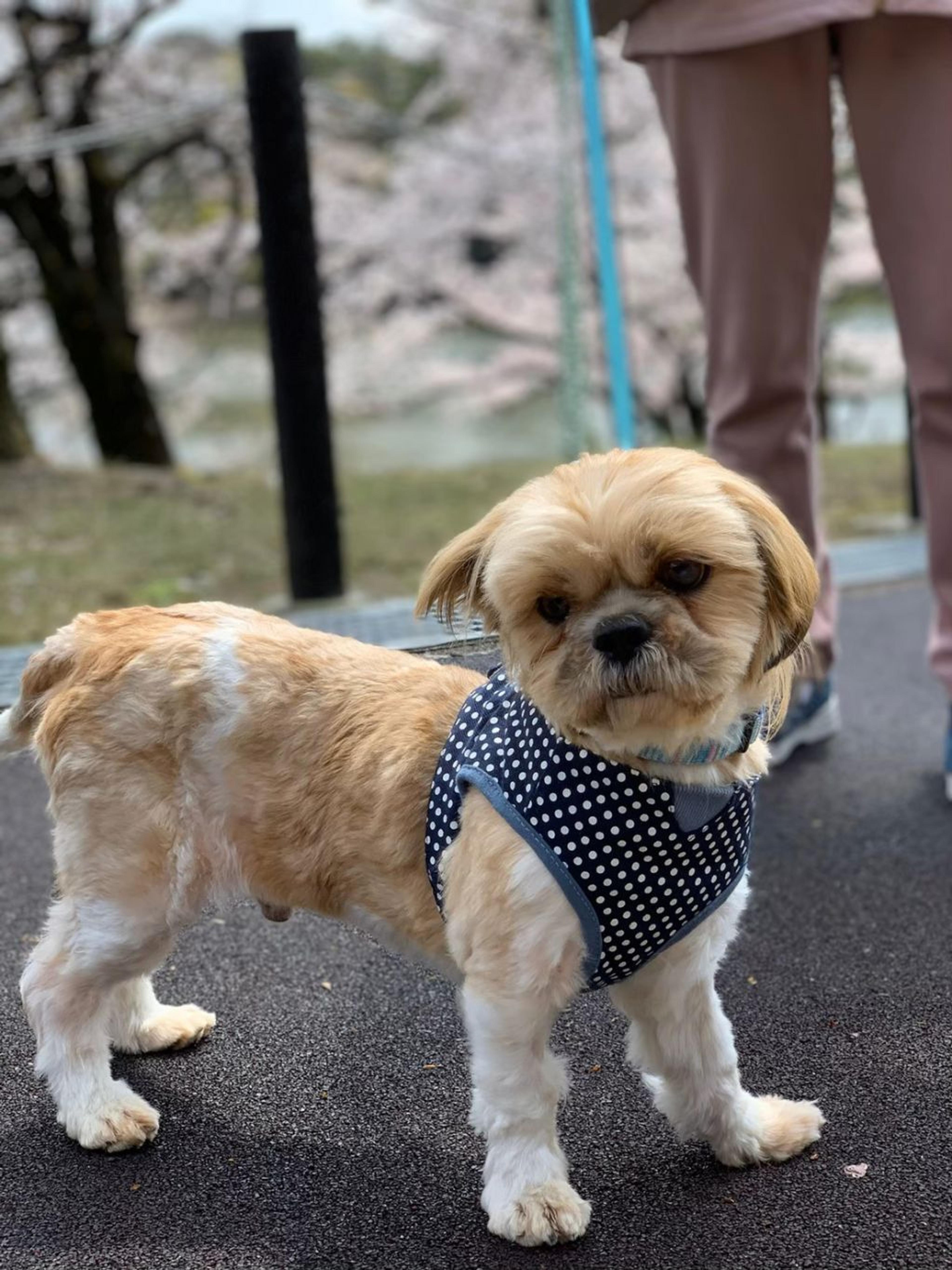 pet-image-7
