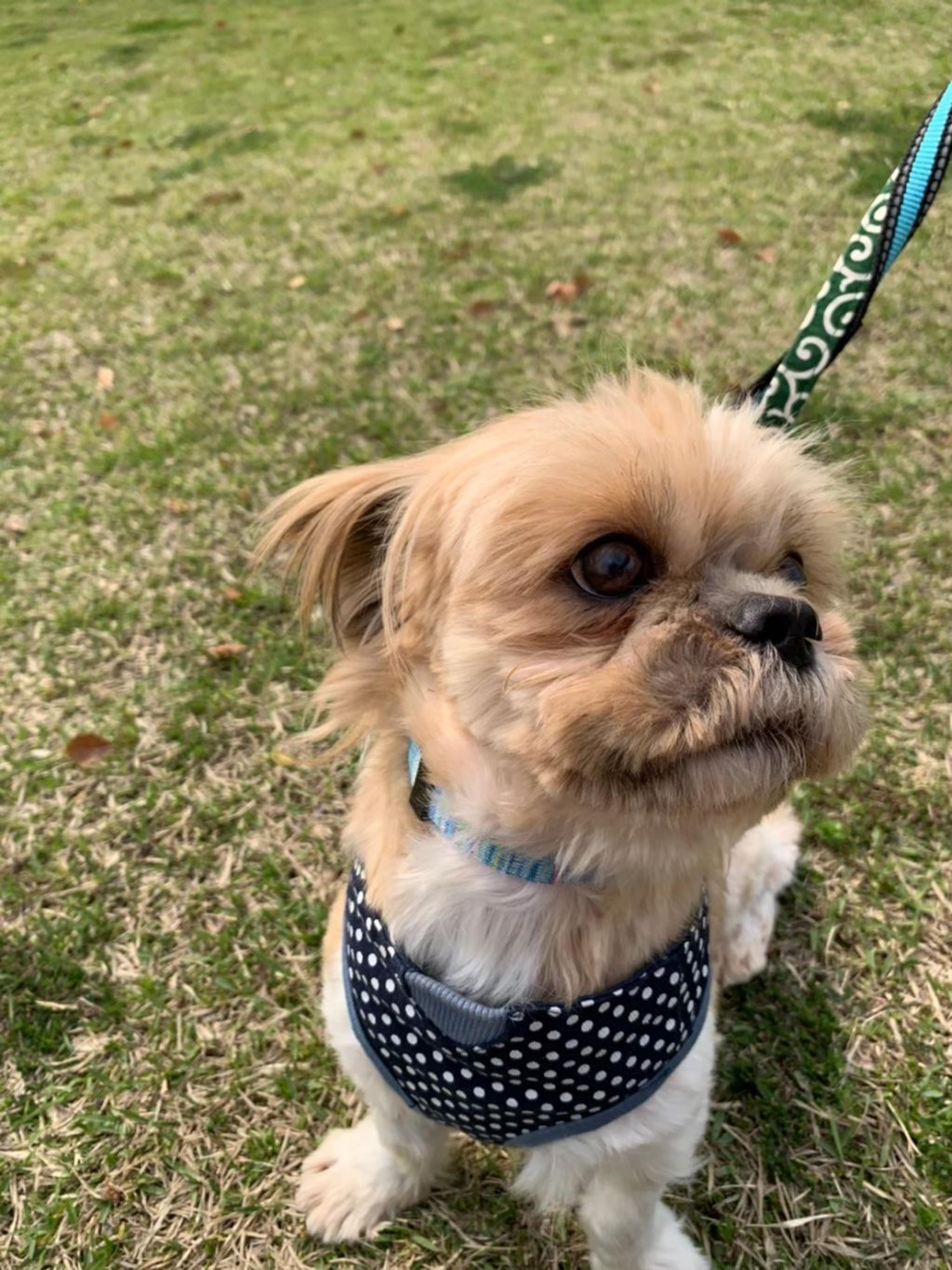 pet-image-8