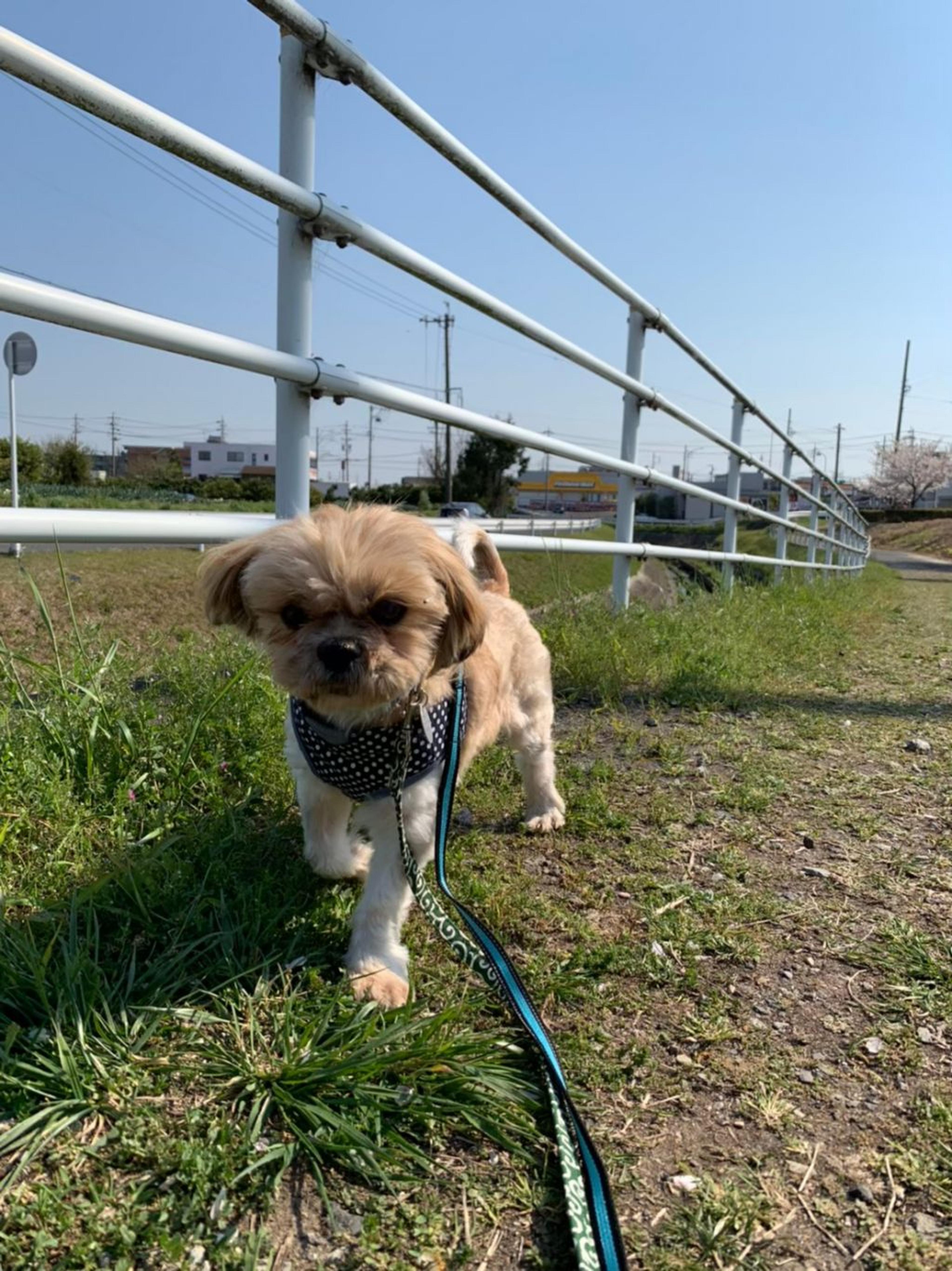 pet-image-9