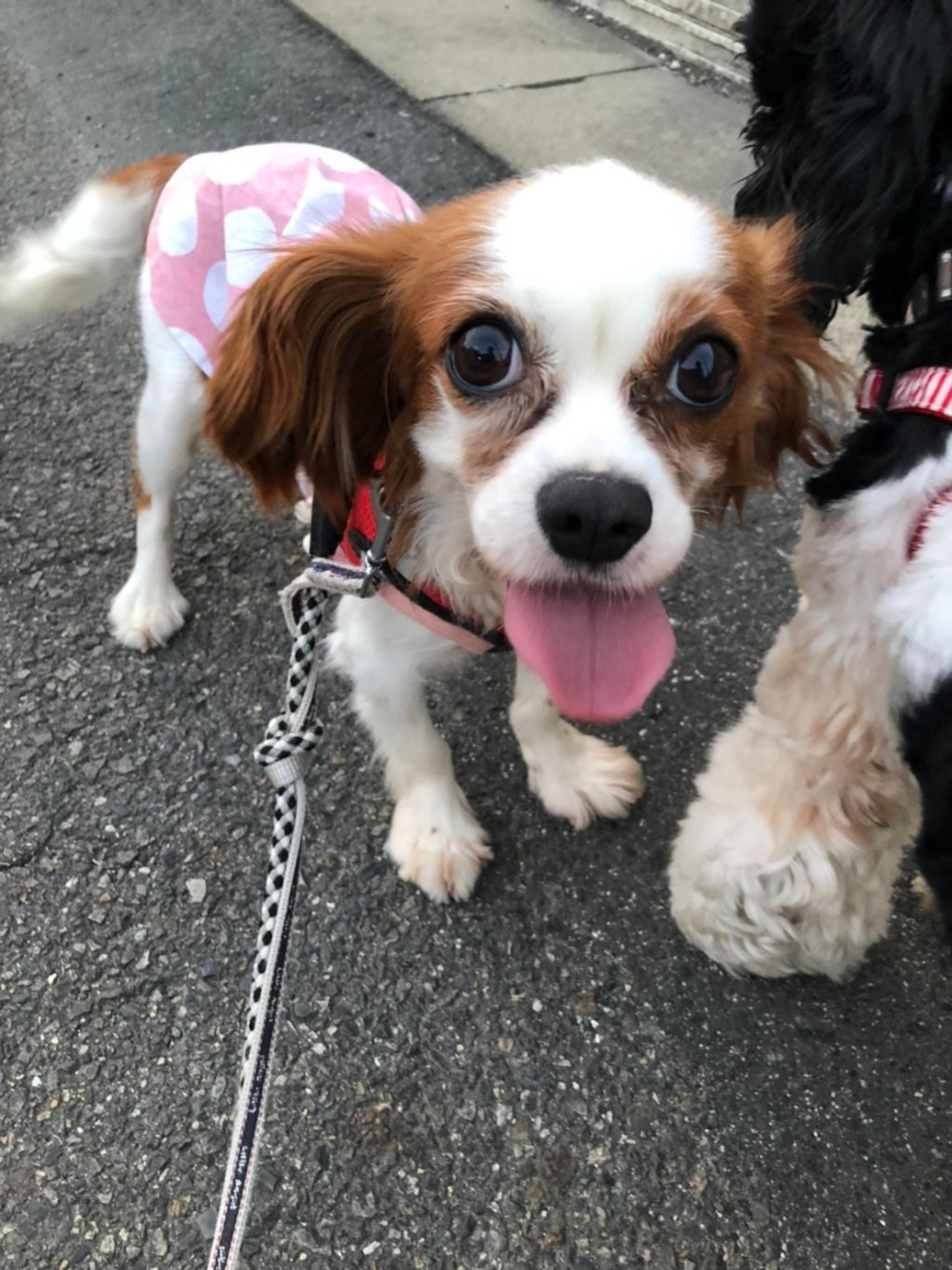 pet-image-2