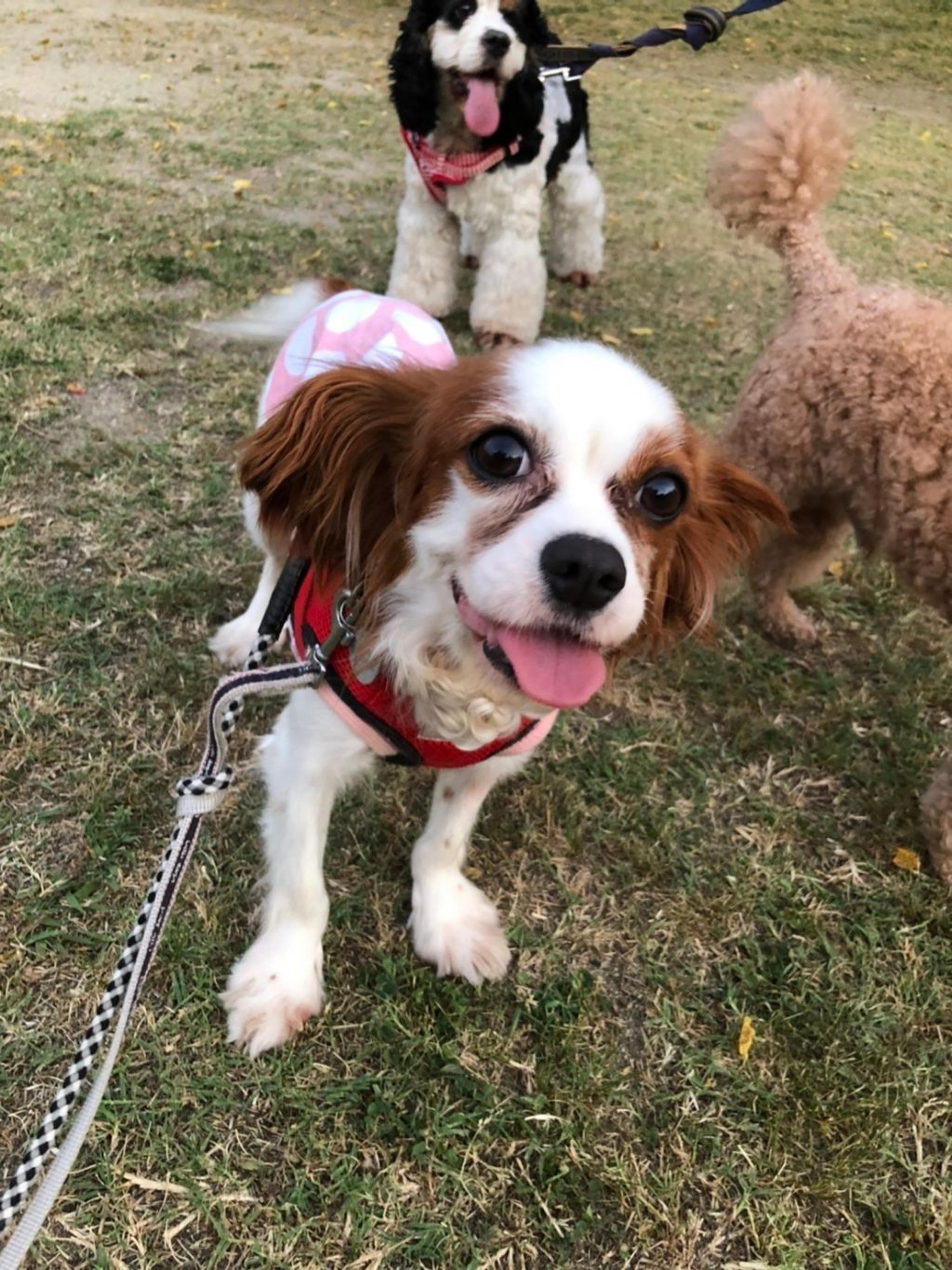 pet-image-3
