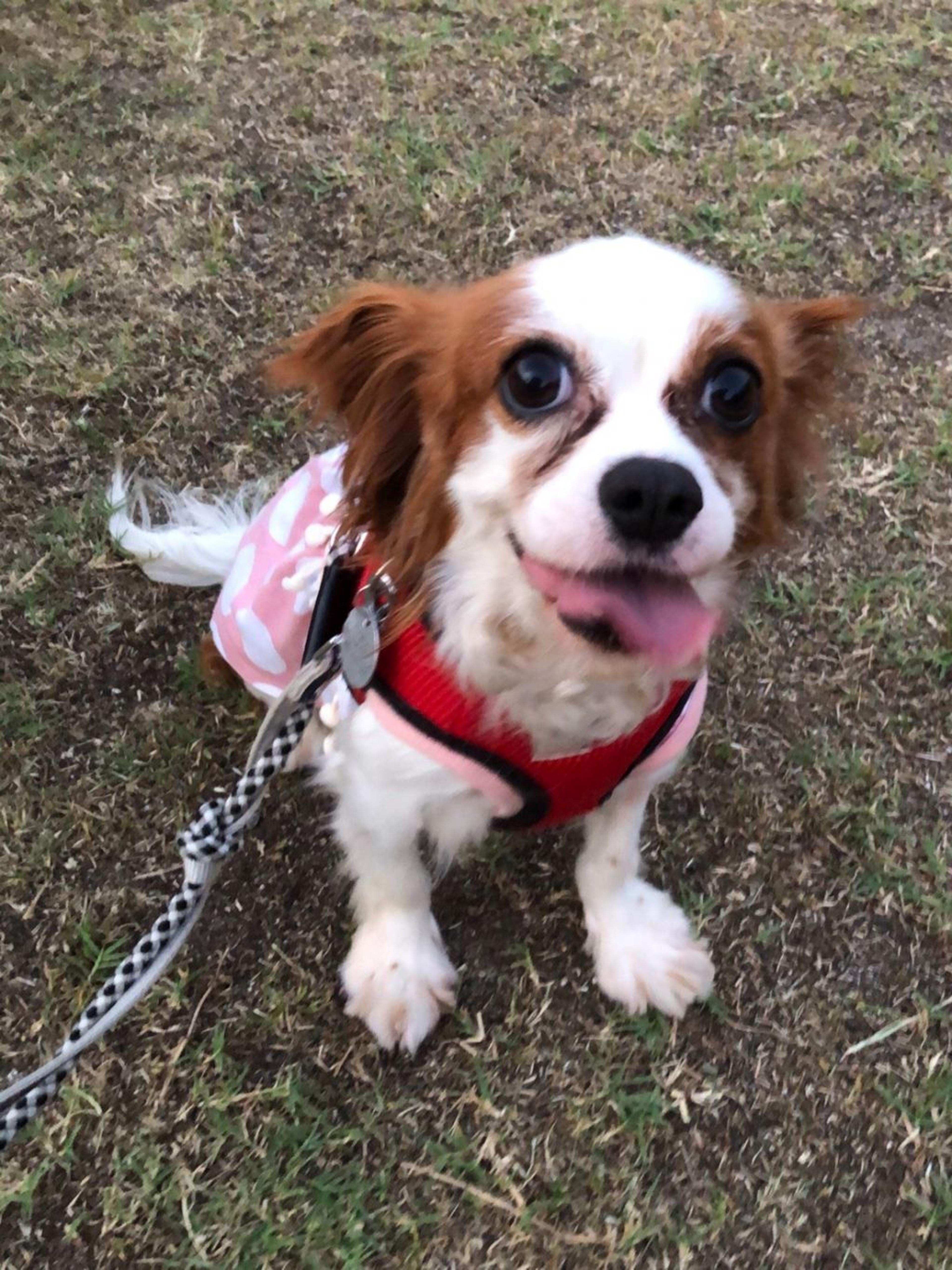 pet-image-4