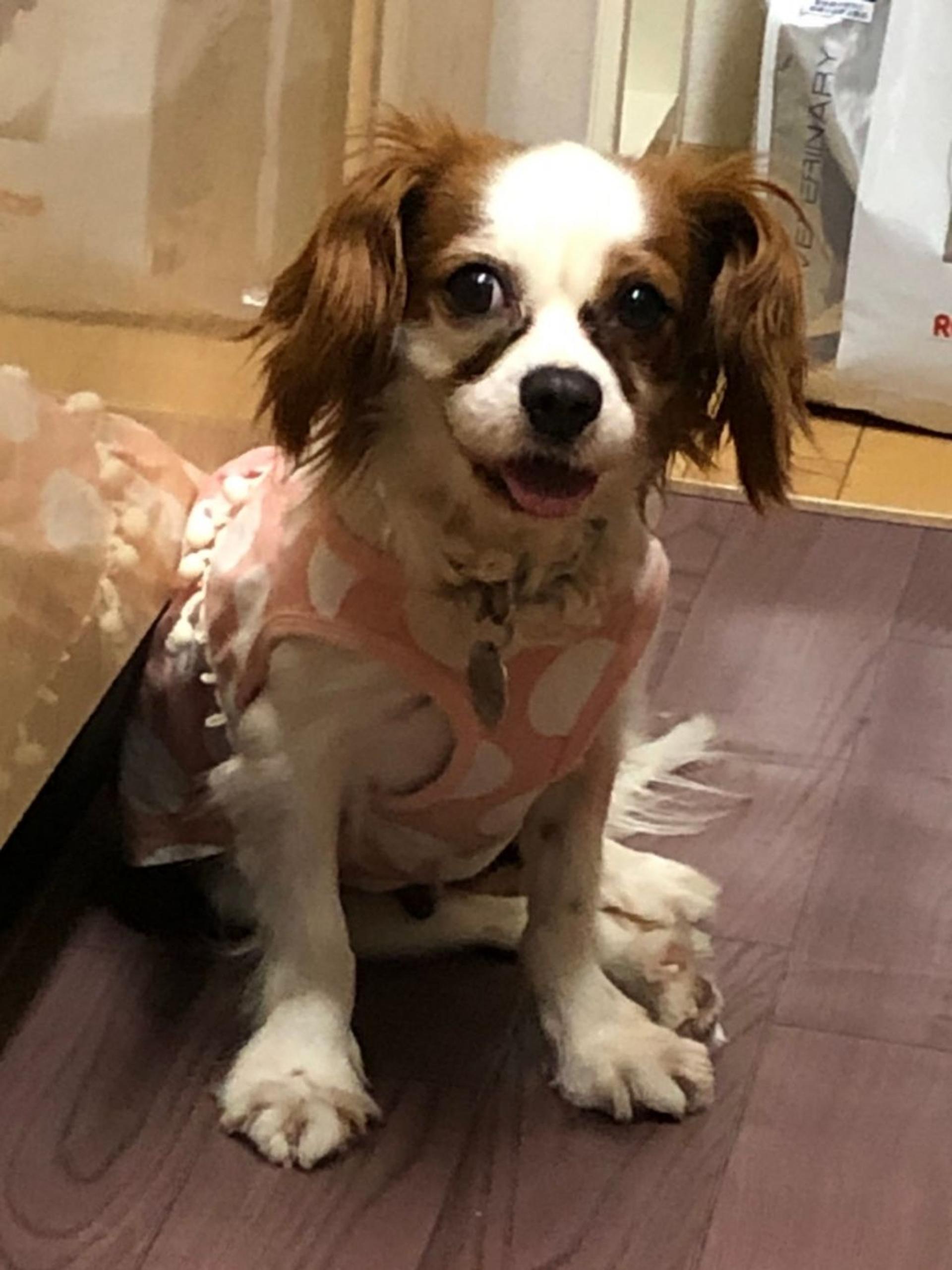 pet-image-6