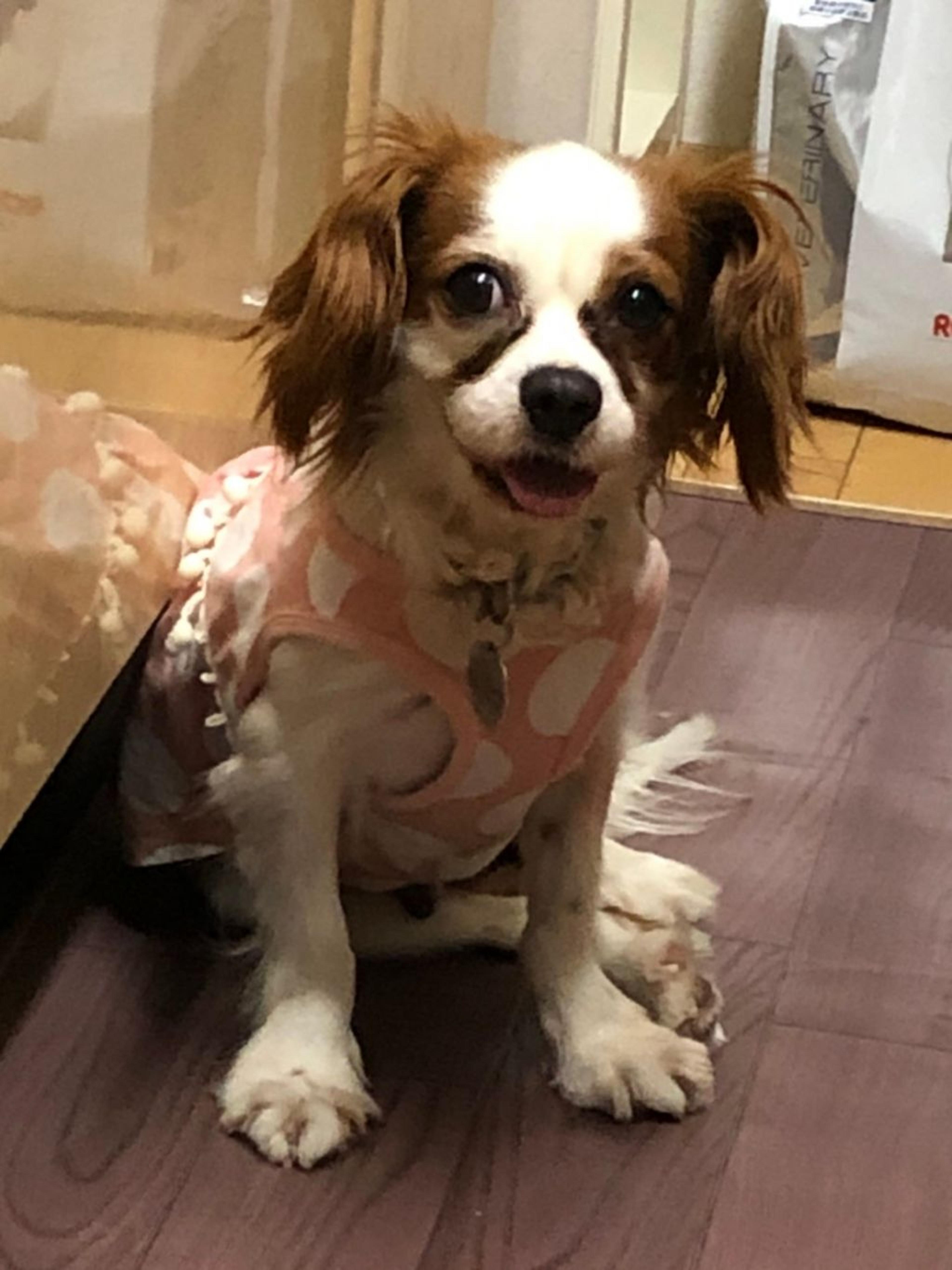 pet-image-6