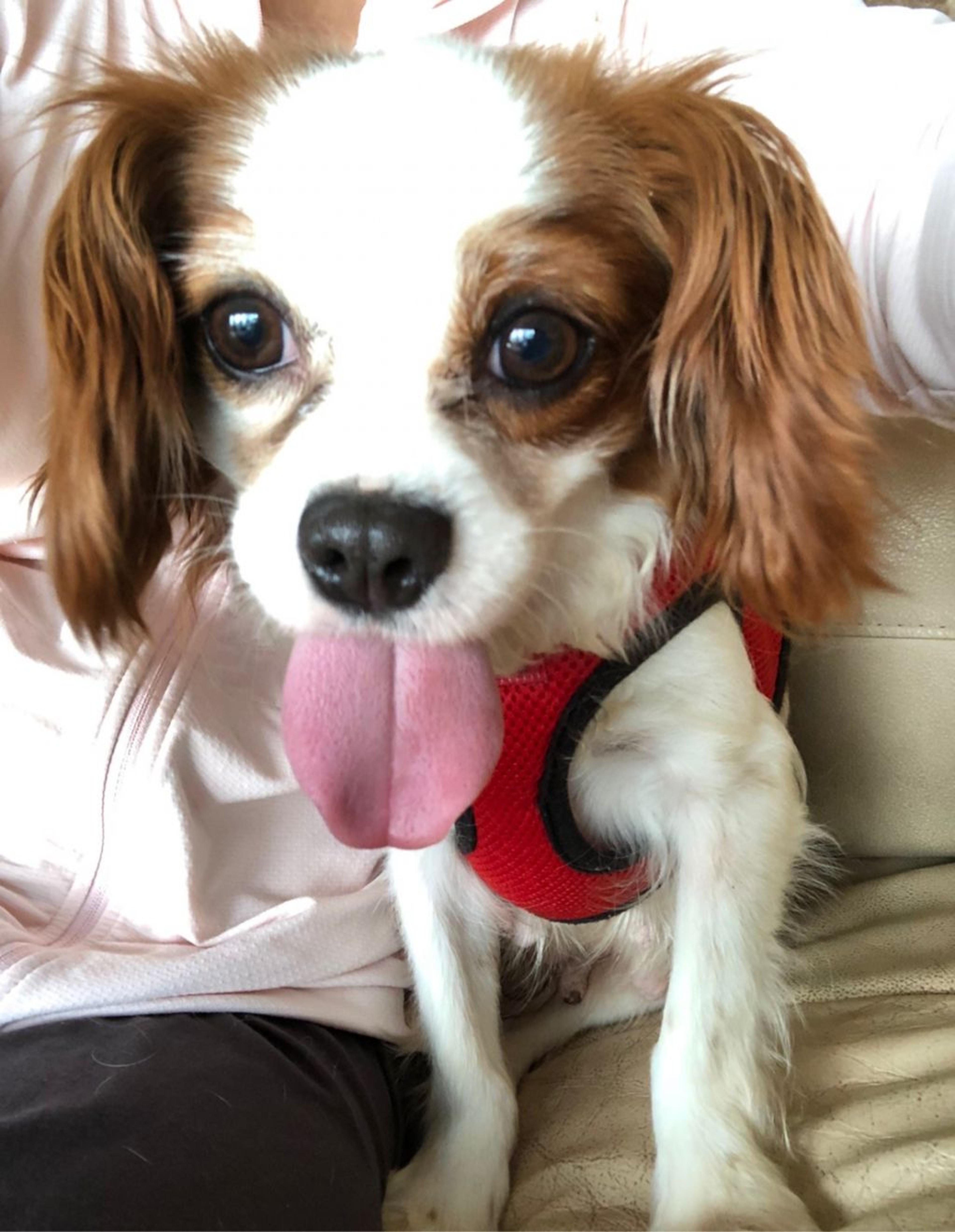 pet-image-7