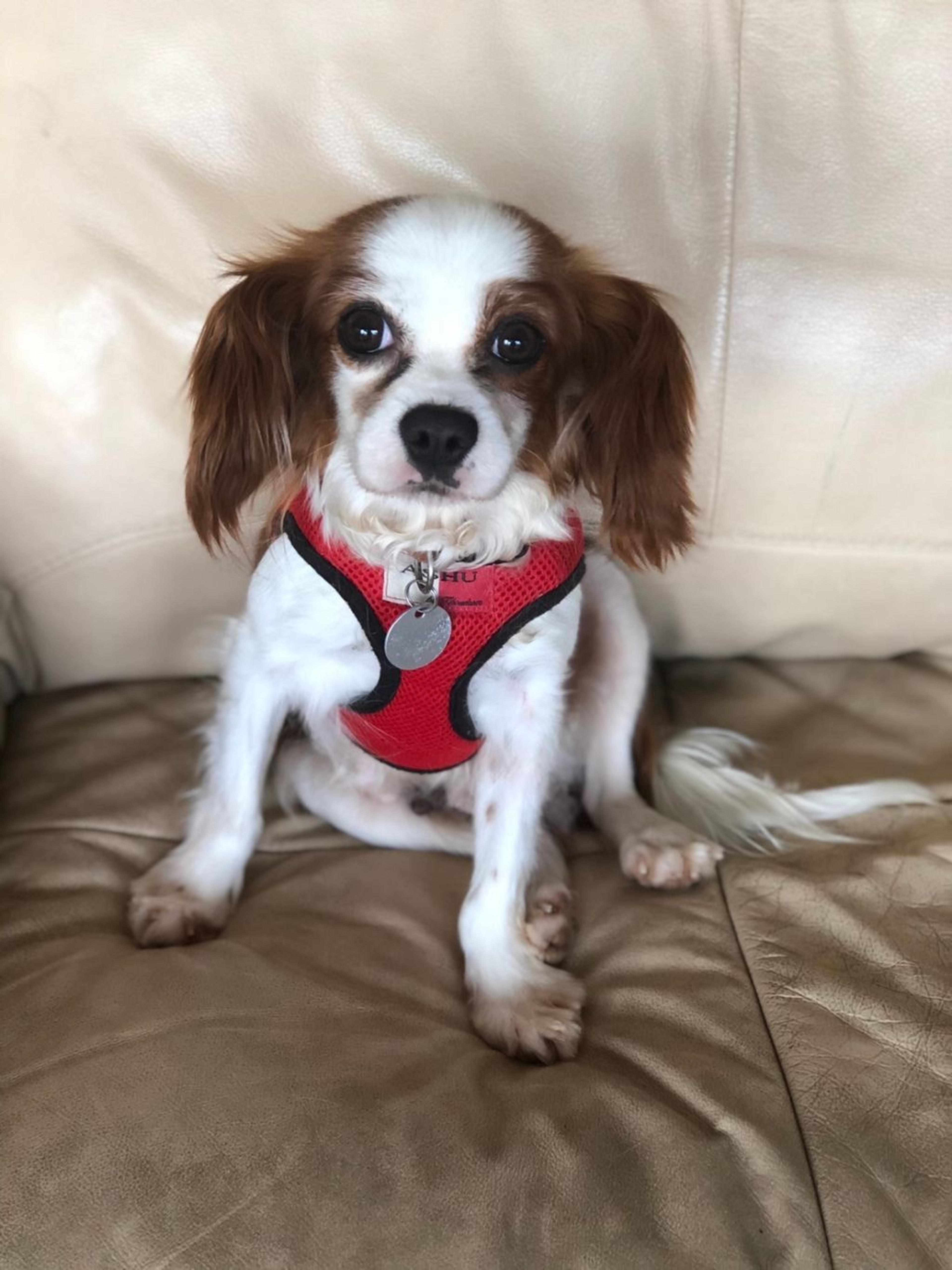 pet-image-8
