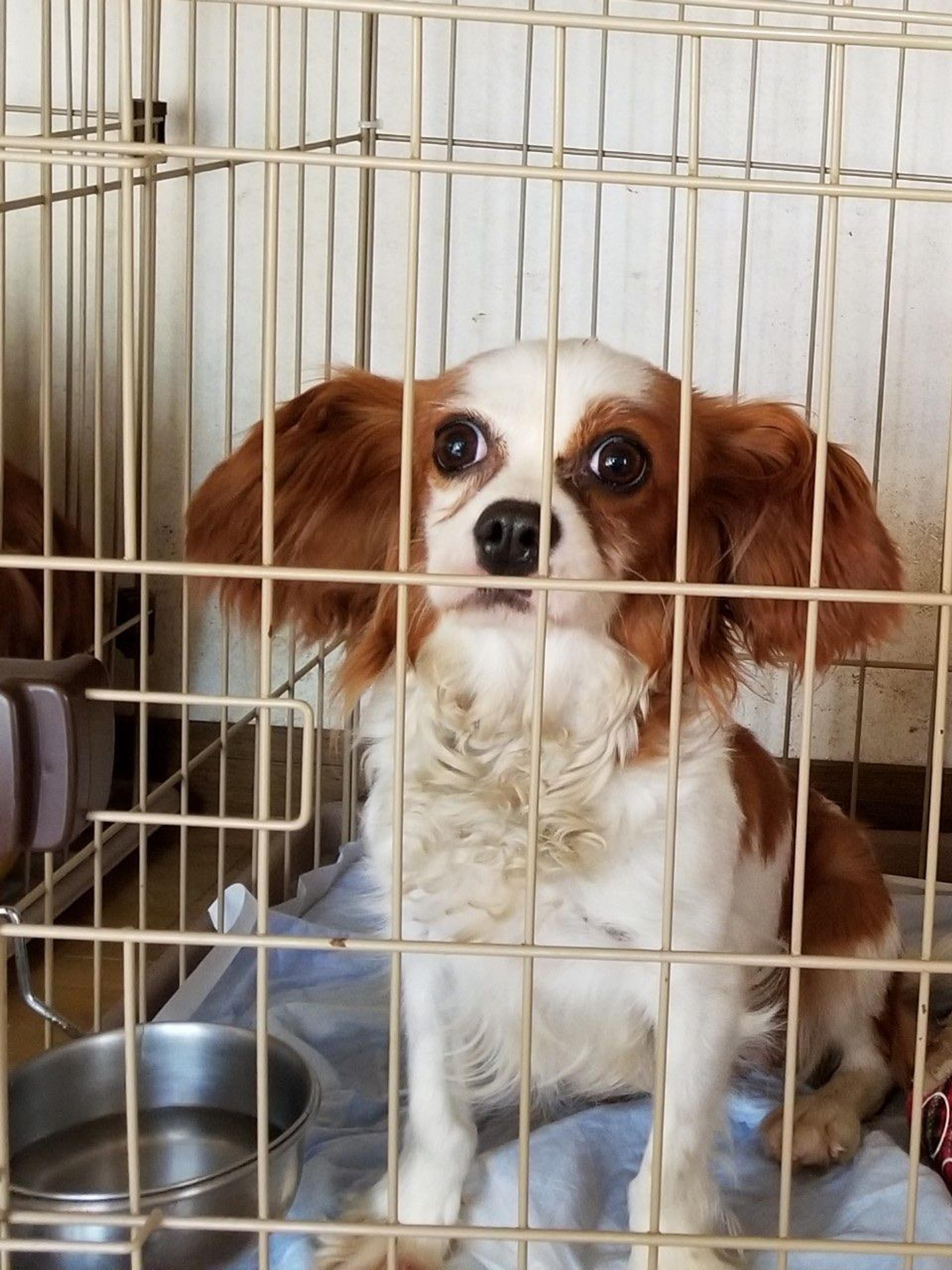 pet-image-9
