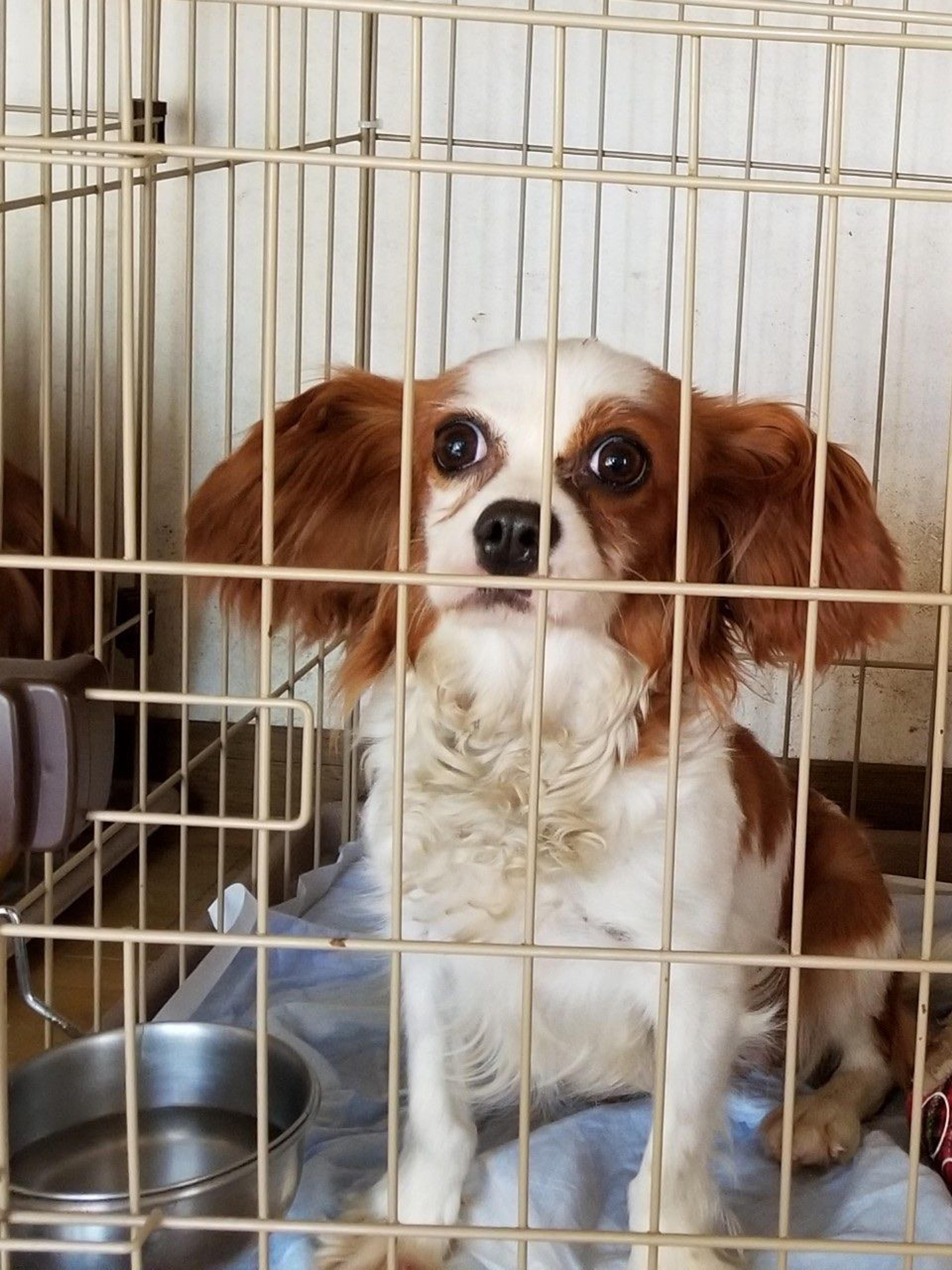 pet-image-9