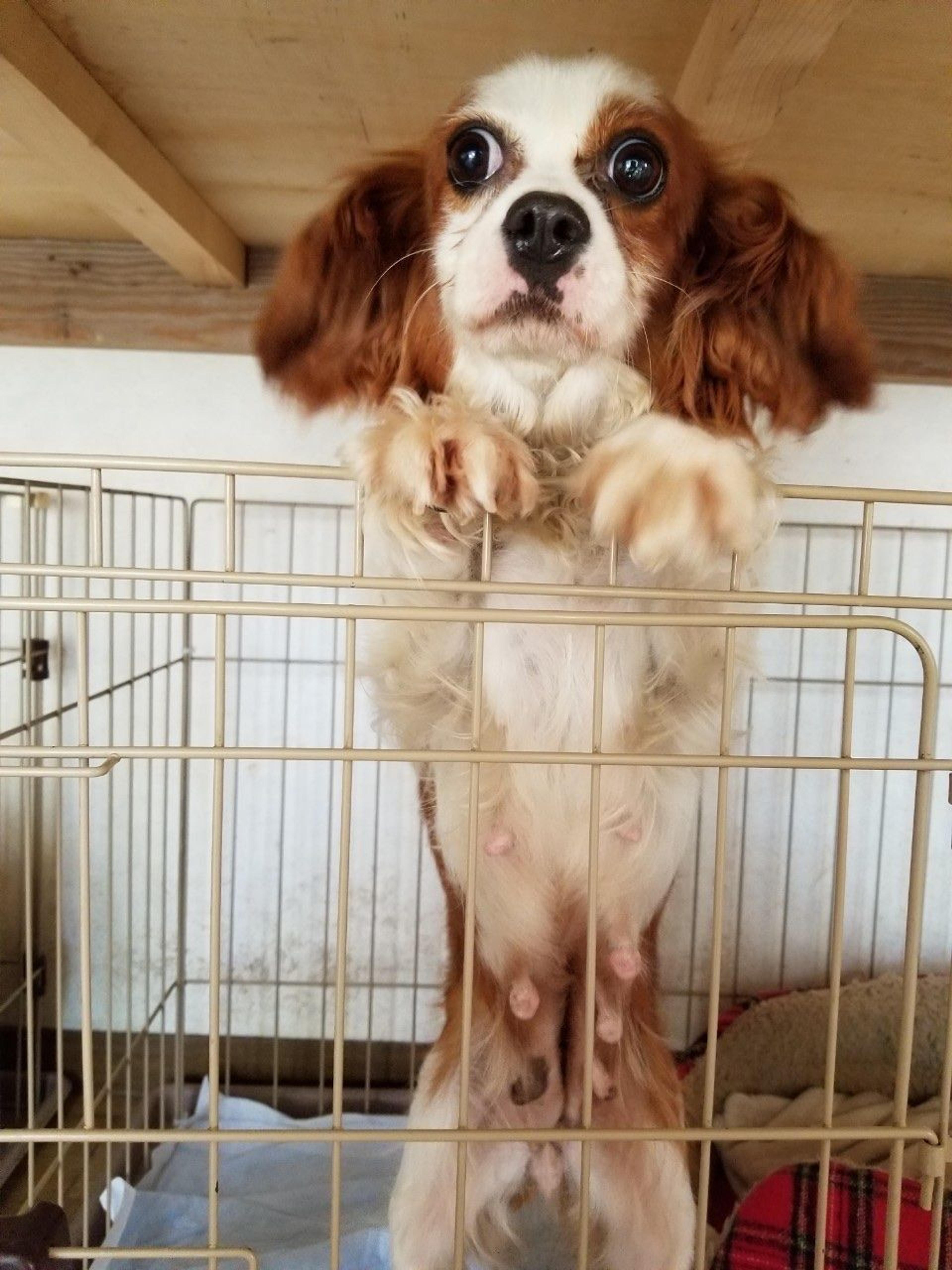 pet-image-10