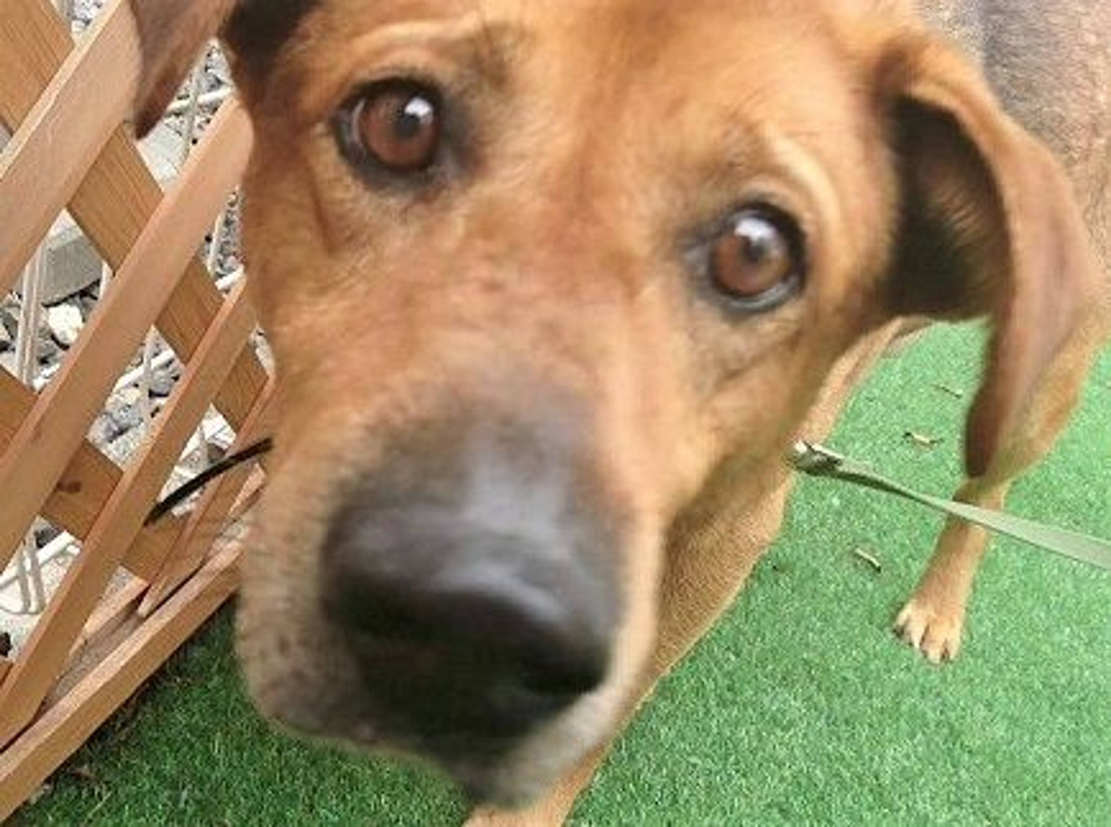 雑種（ミックス犬）・オスの里親募集の写真