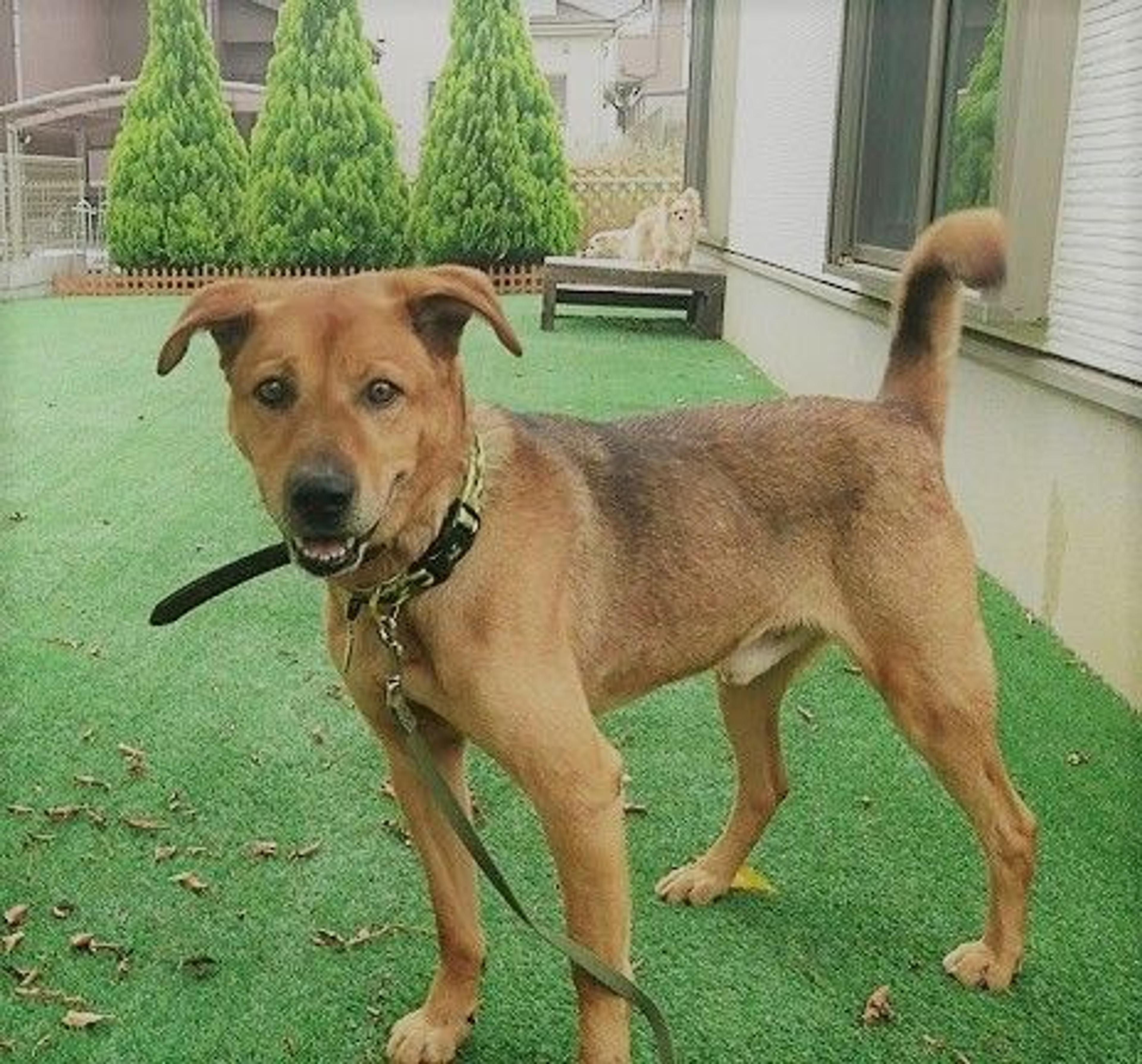 pet-image-2