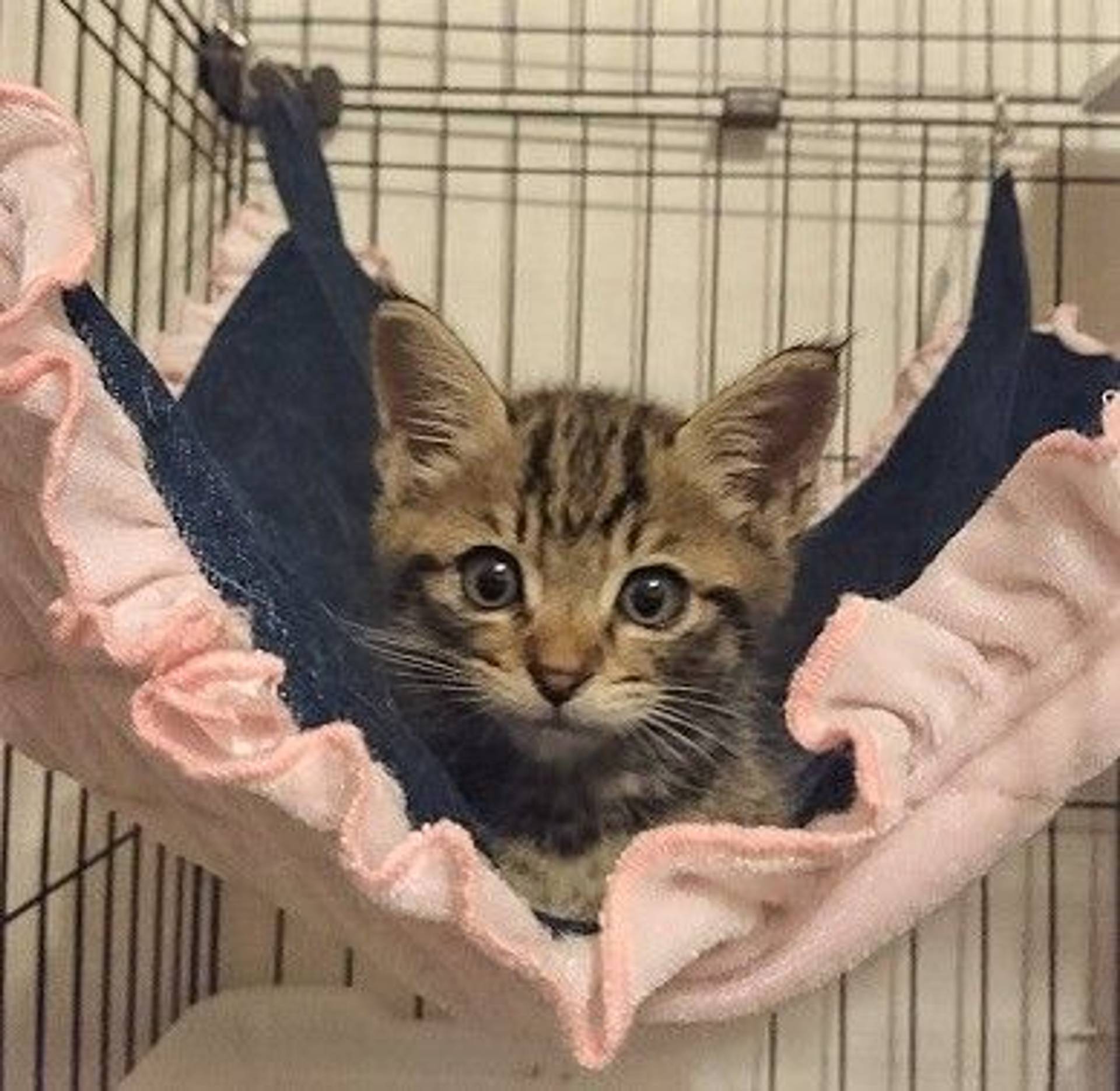 雑種（ミックス猫）・オスの里親募集の写真