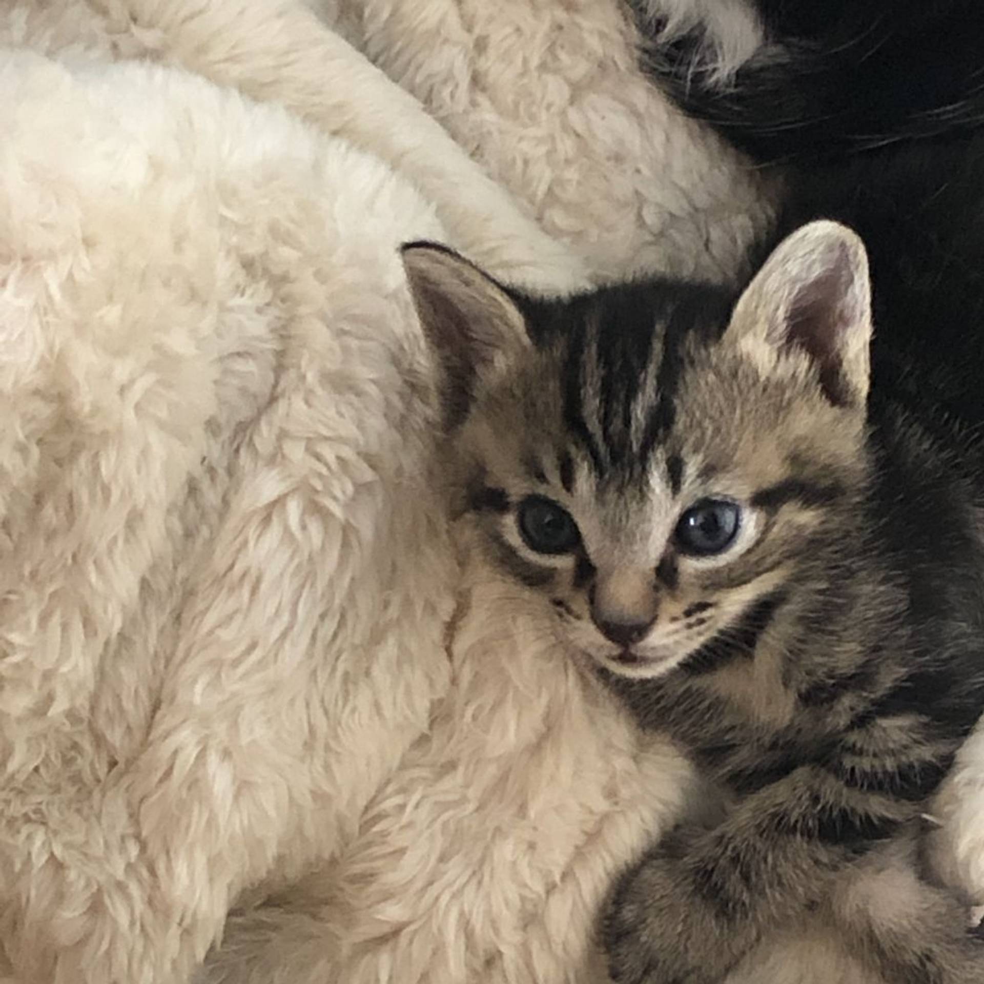 雑種（ミックス猫）・オスの里親募集の写真