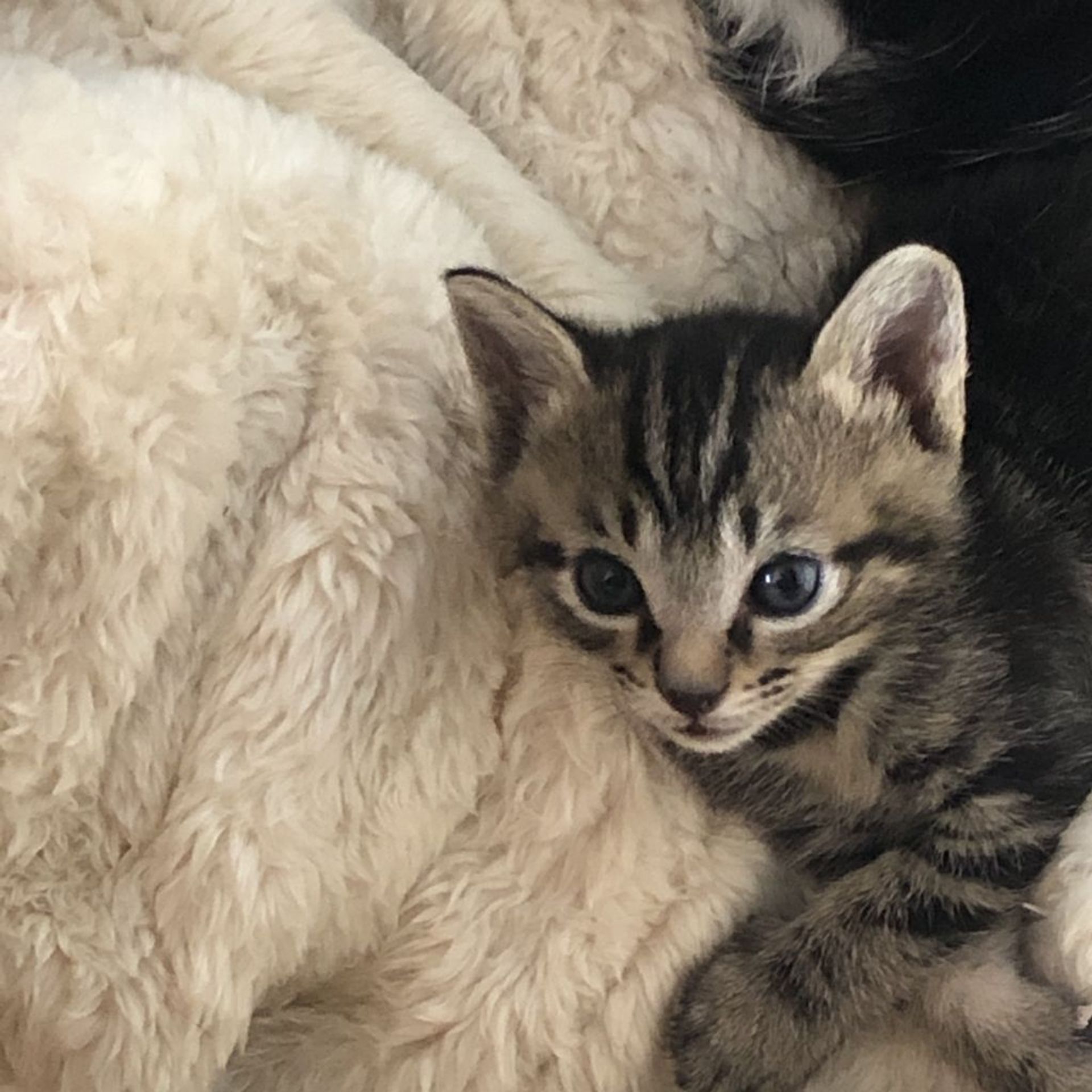 雑種（ミックス猫）・オスの里親募集の写真