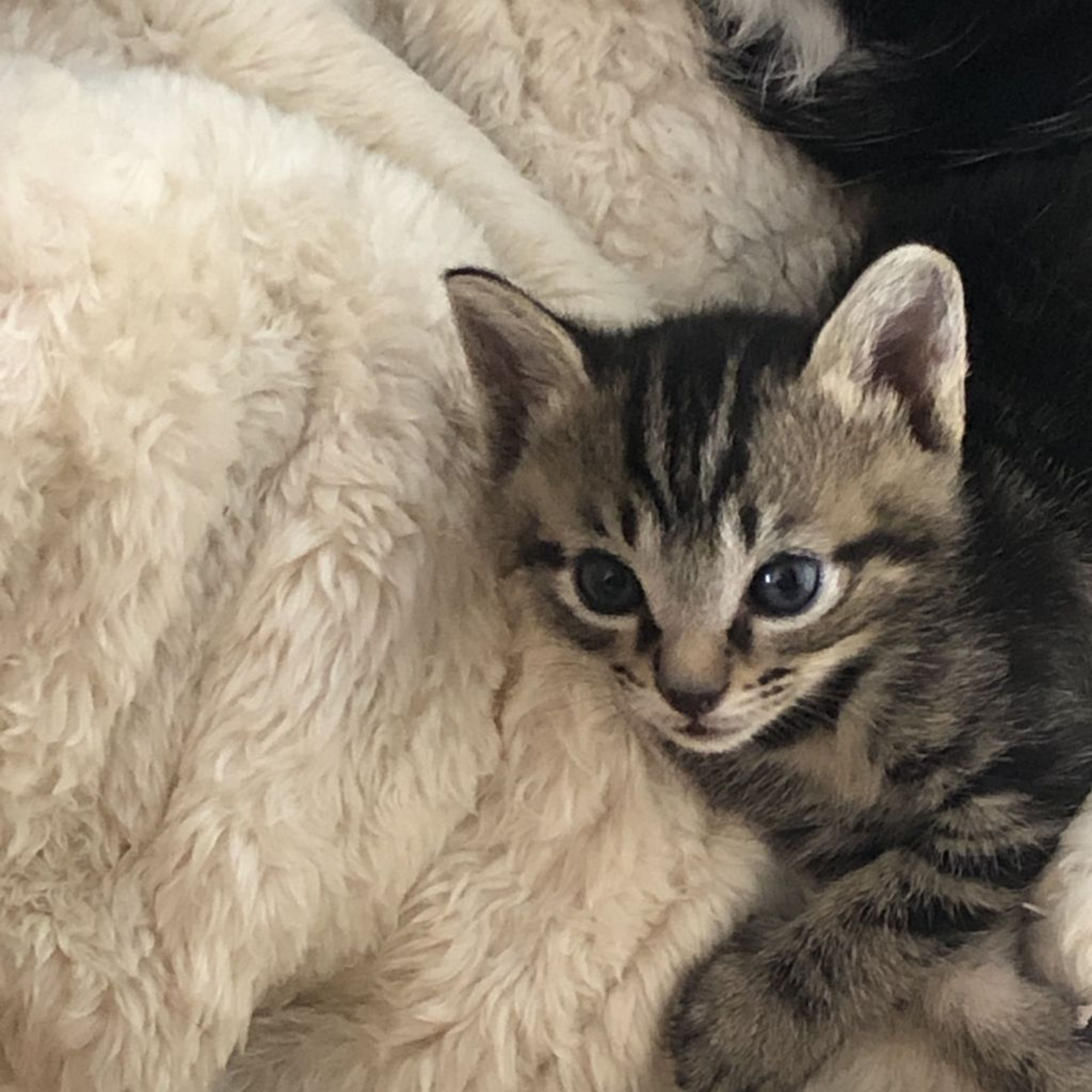雑種（ミックス猫）・オスの里親募集の写真