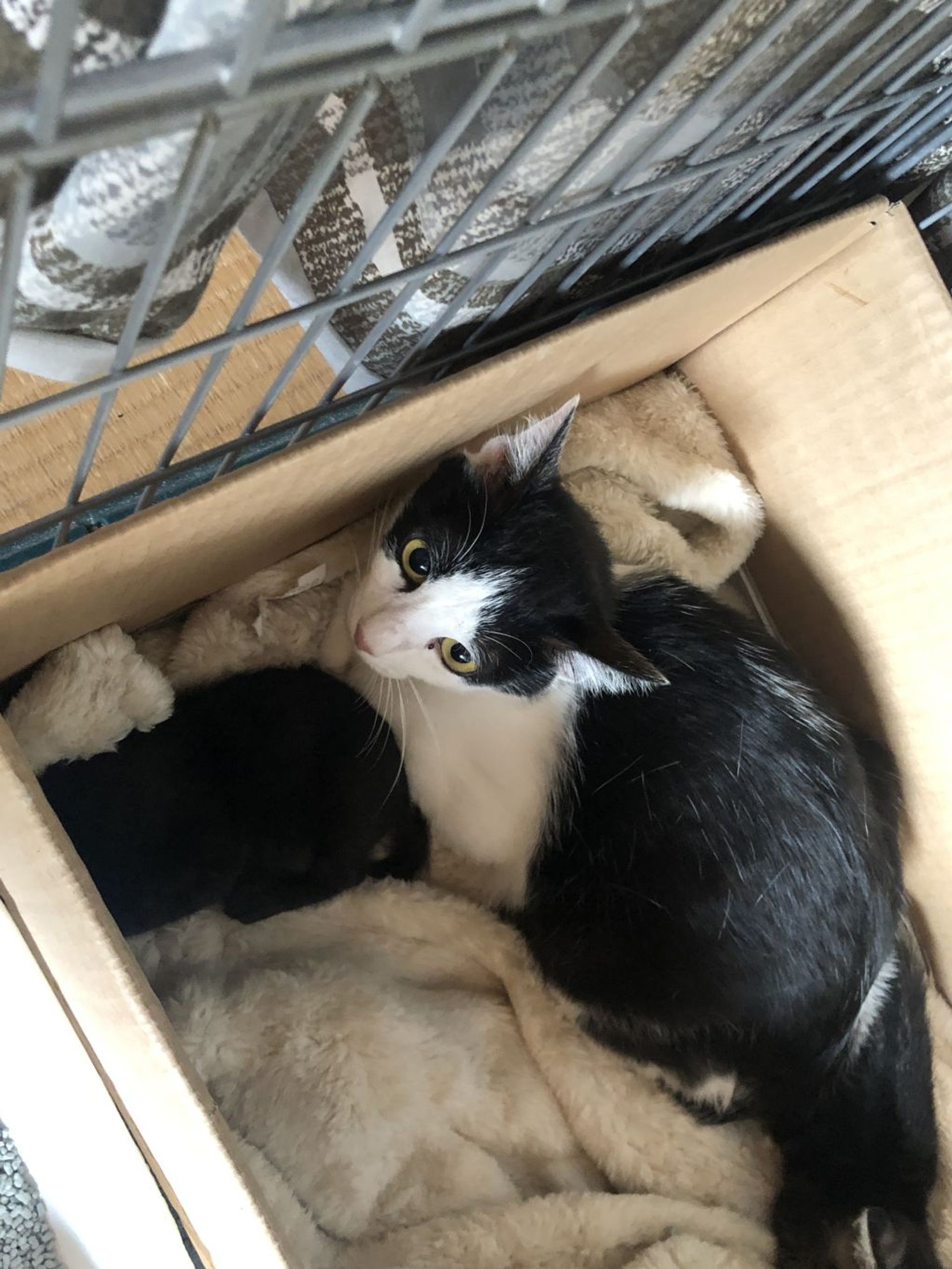 雑種（ミックス猫）・メスの里親募集の写真
