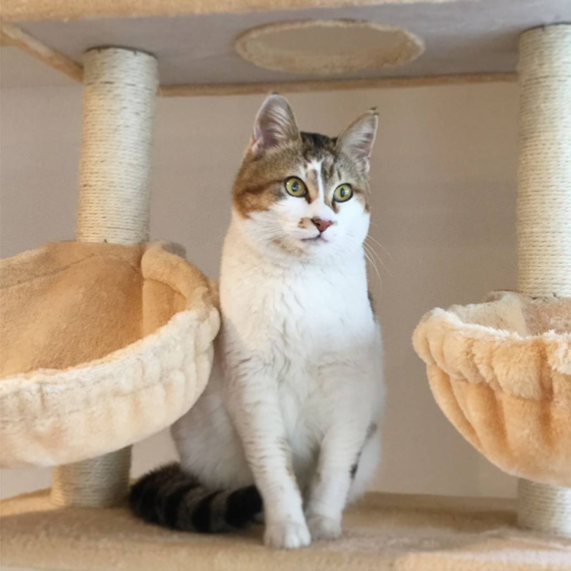 雑種（ミックス猫）・メスの里親募集の写真