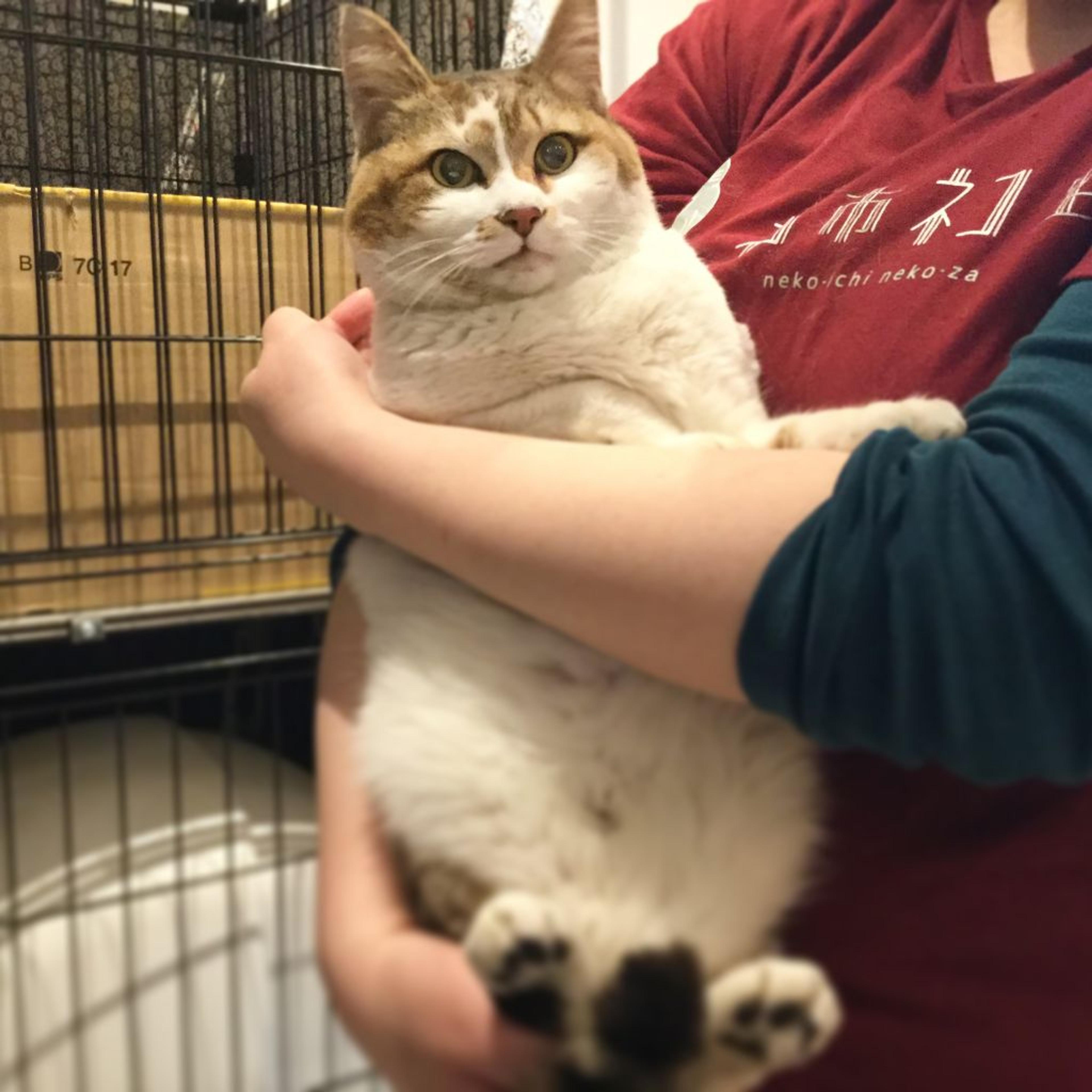 pet-image-2