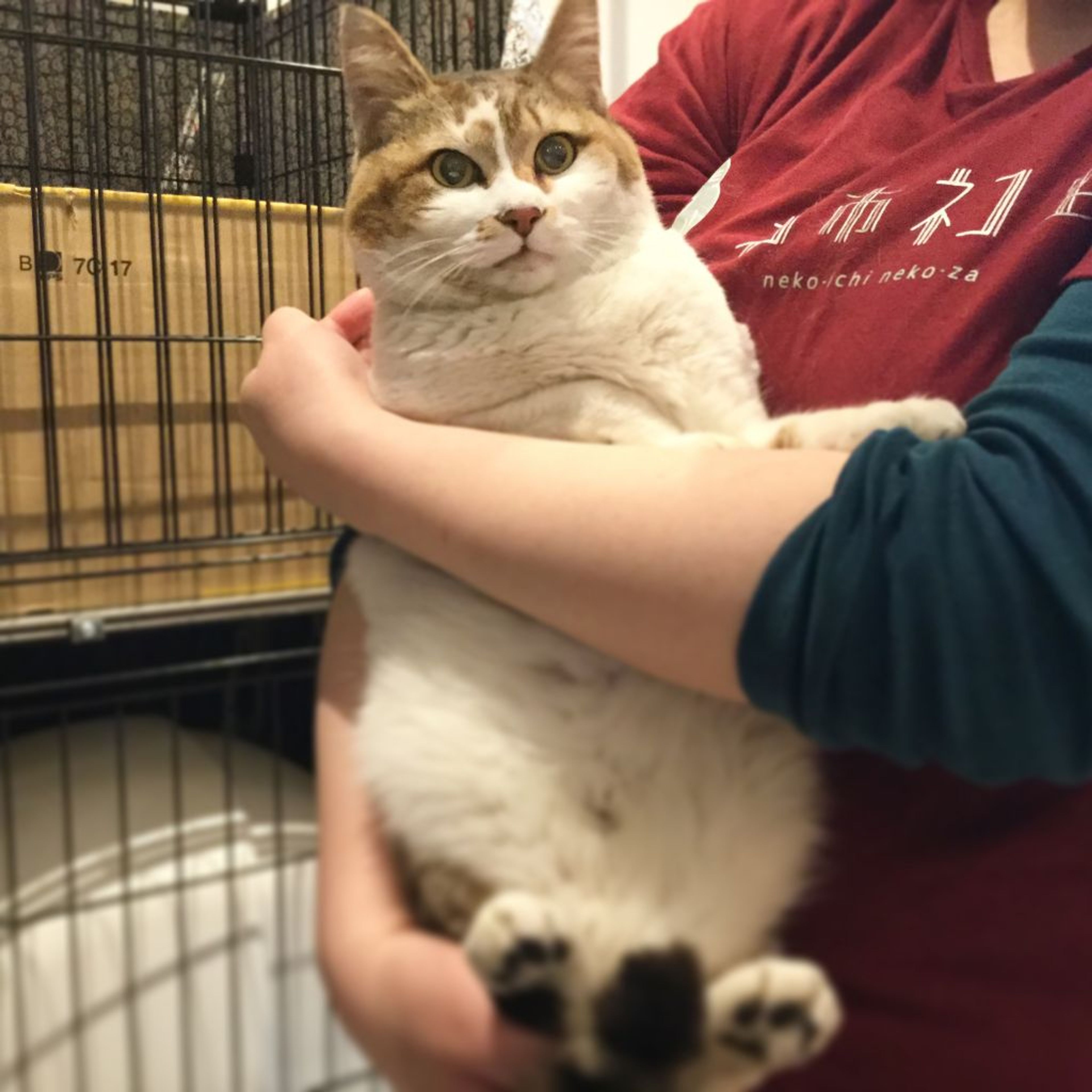 pet-image-2
