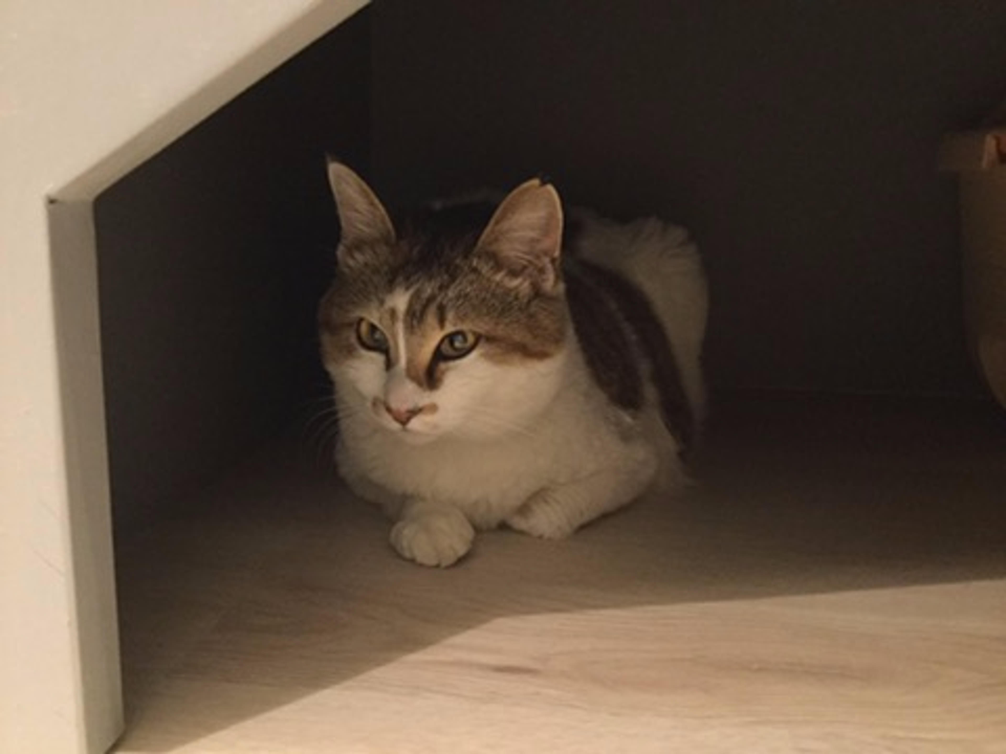 pet-image-3