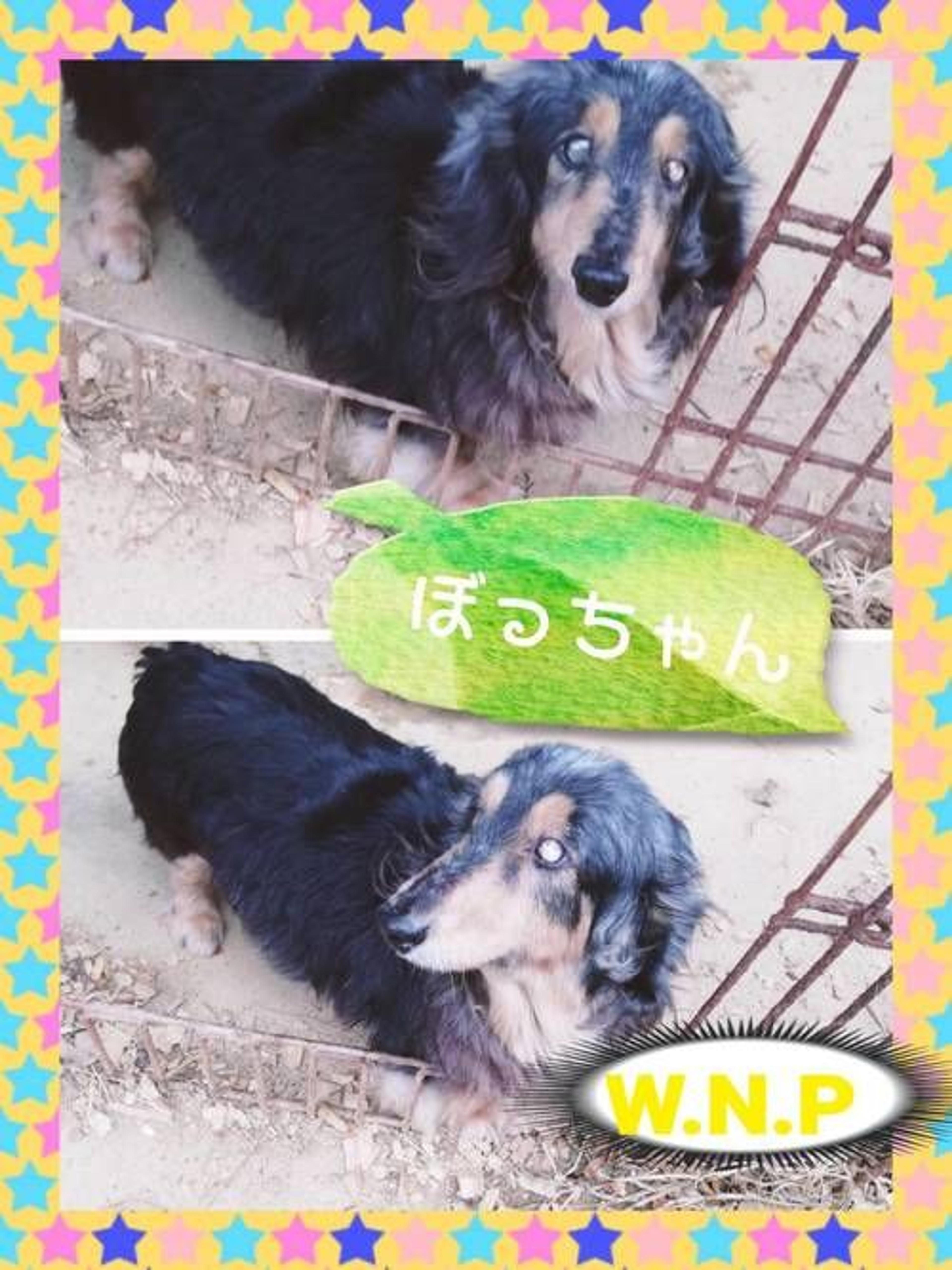 pet-image-2