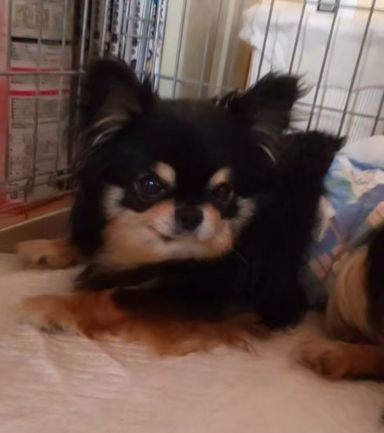 がっちゃん