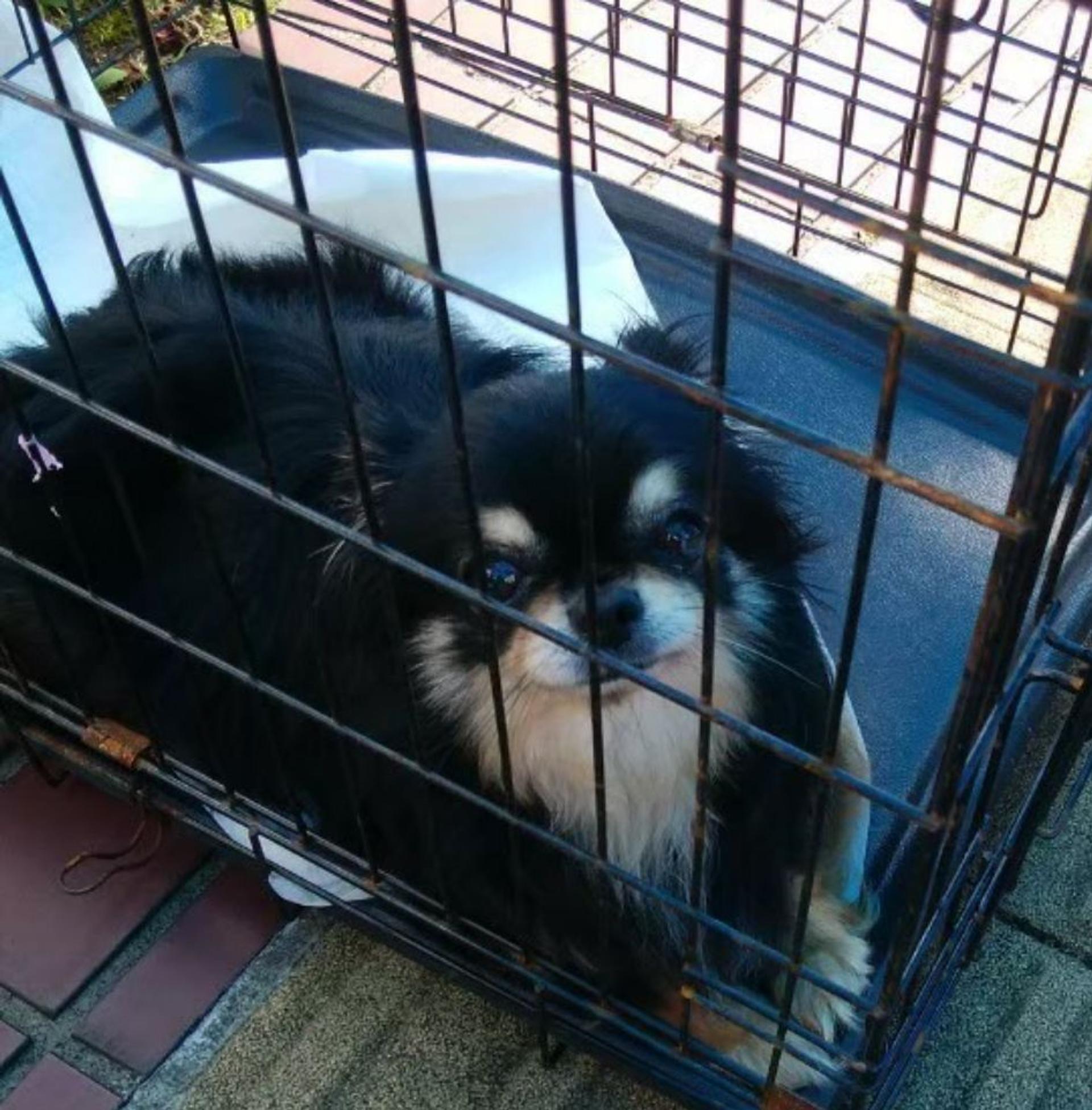 pet-image-2