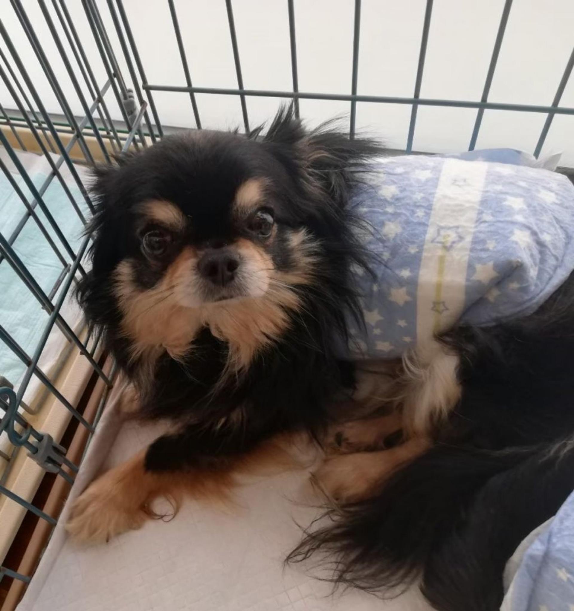pet-image-4