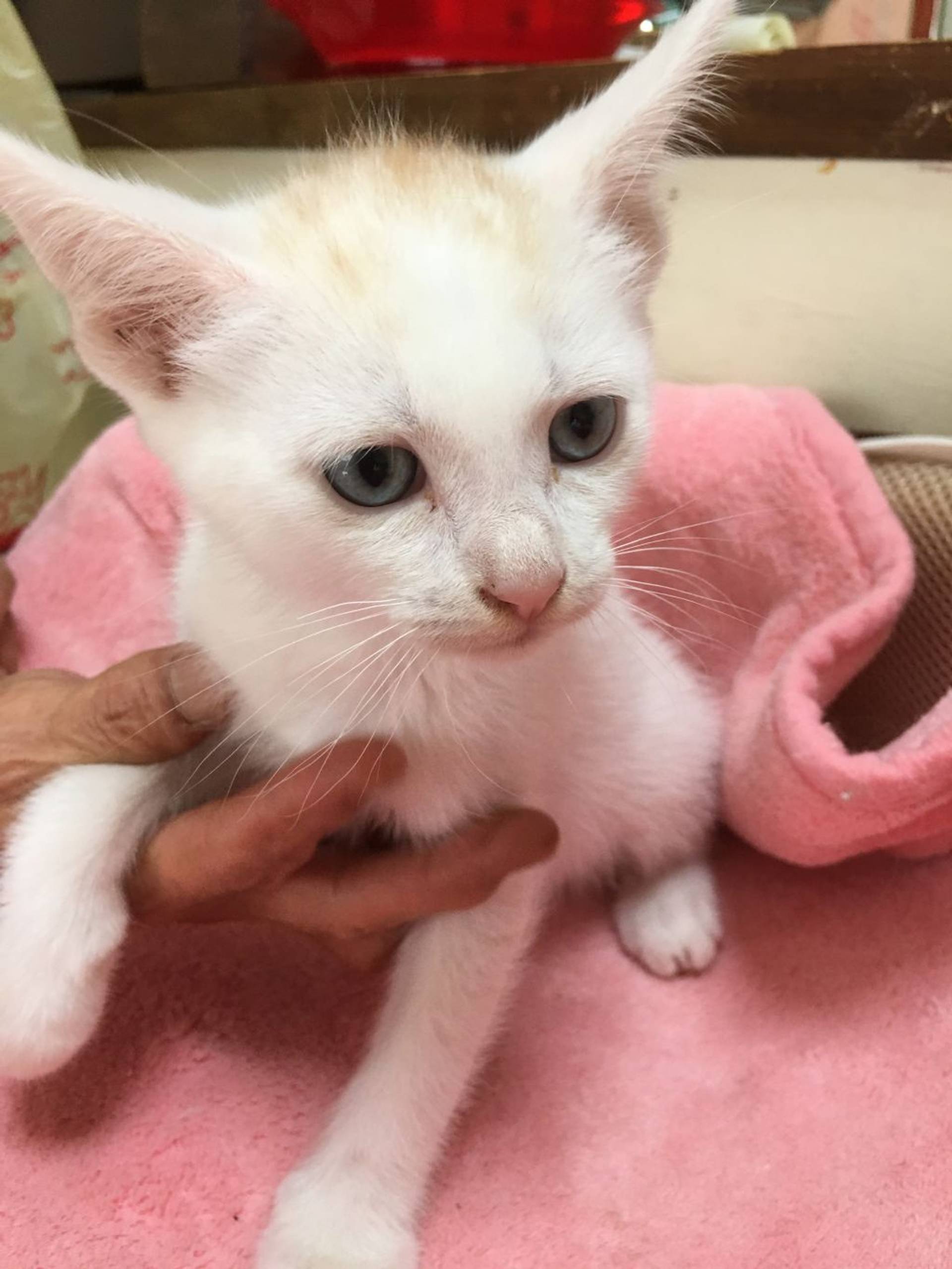 雑種（ミックス猫）・オスの里親募集の写真