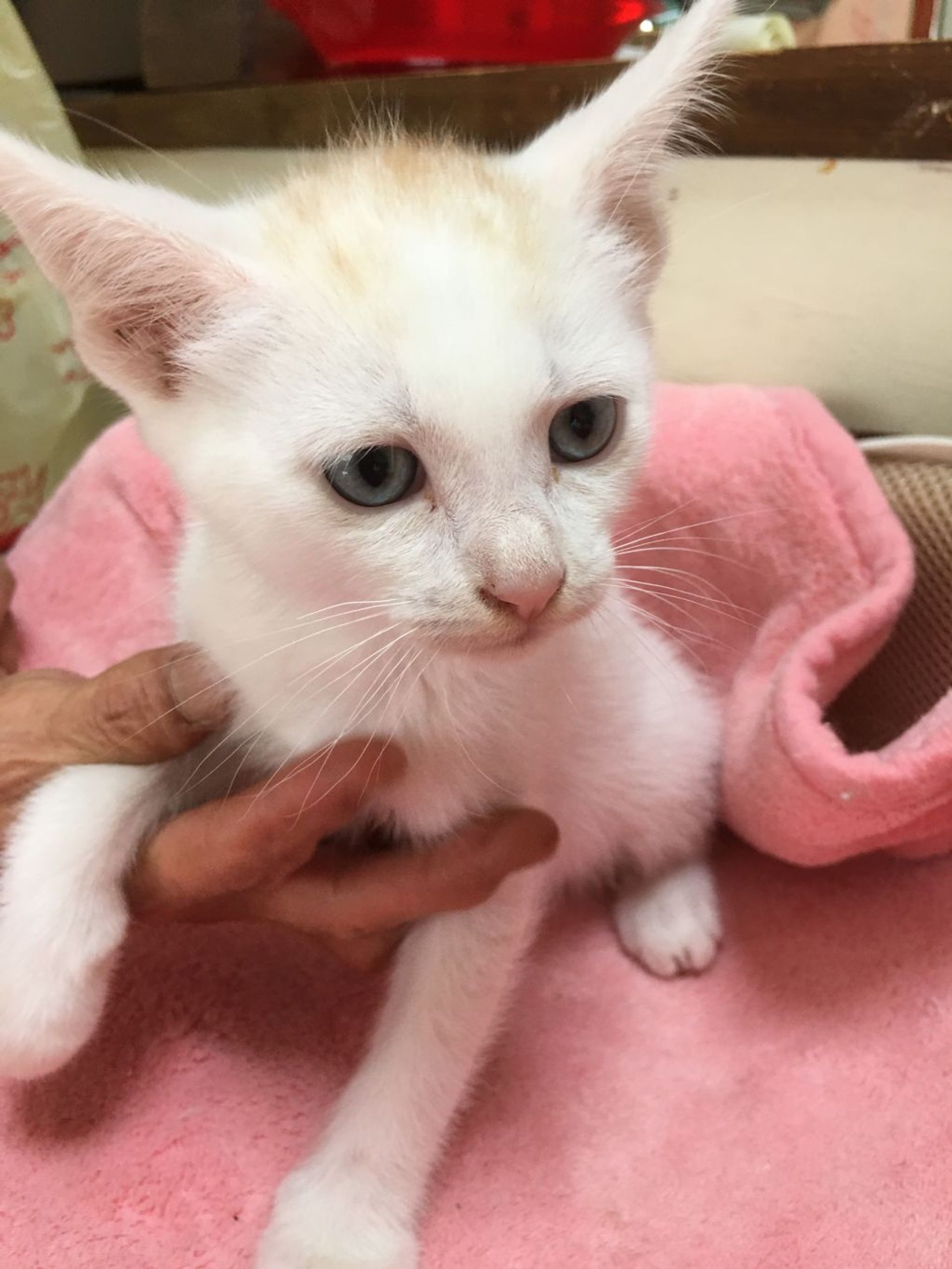 雑種（ミックス猫）・オスの里親募集の写真