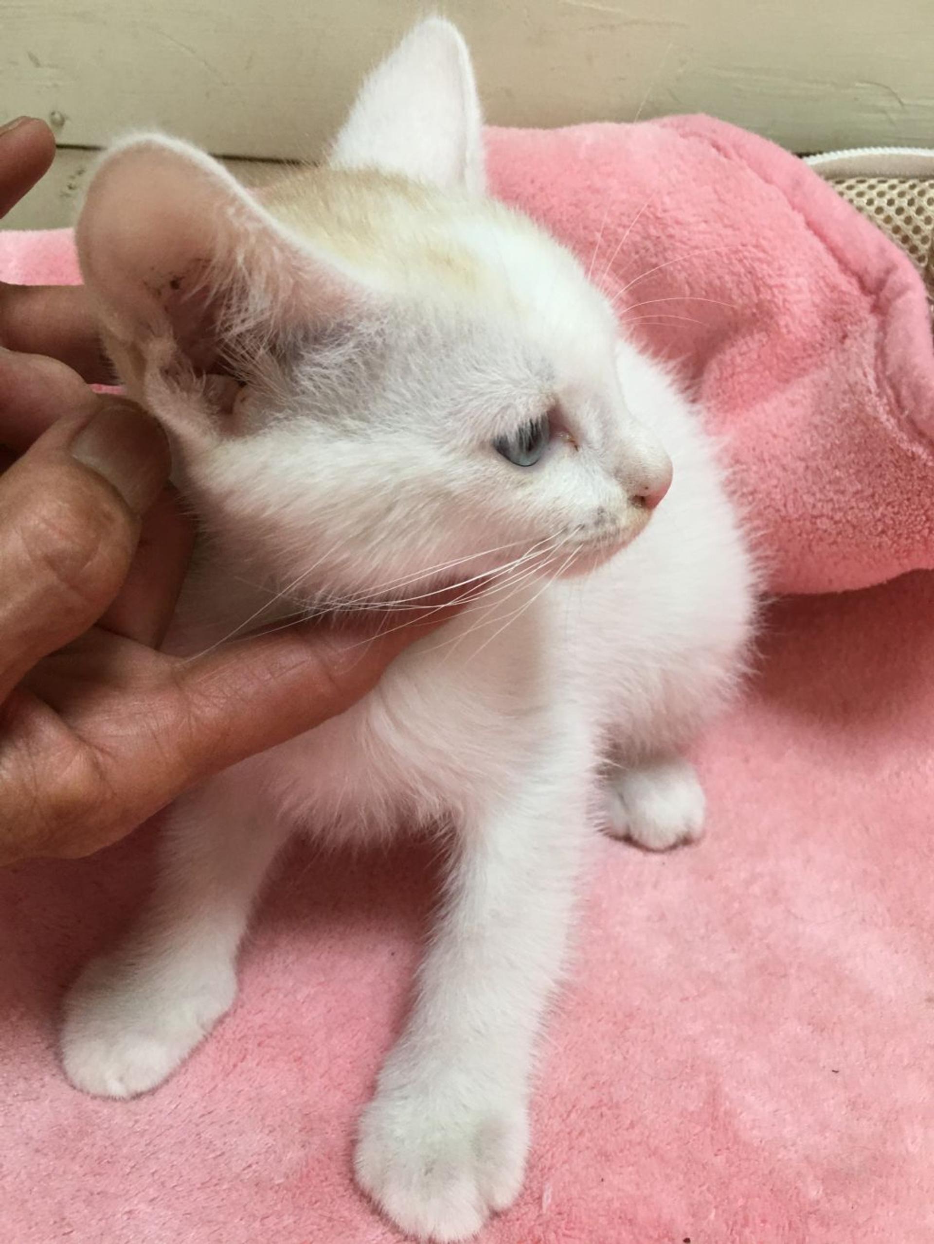 pet-image-4