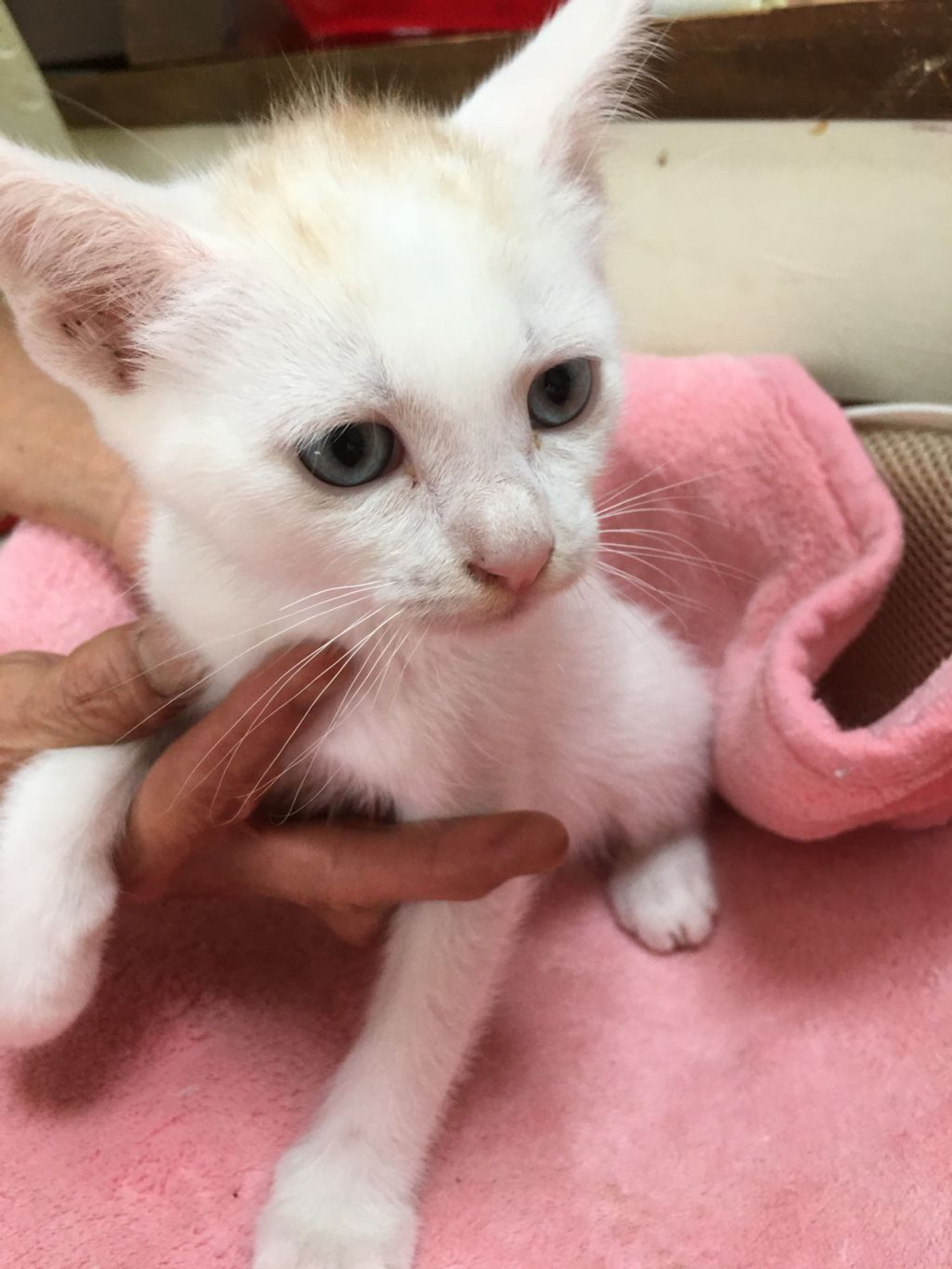 pet-image-5