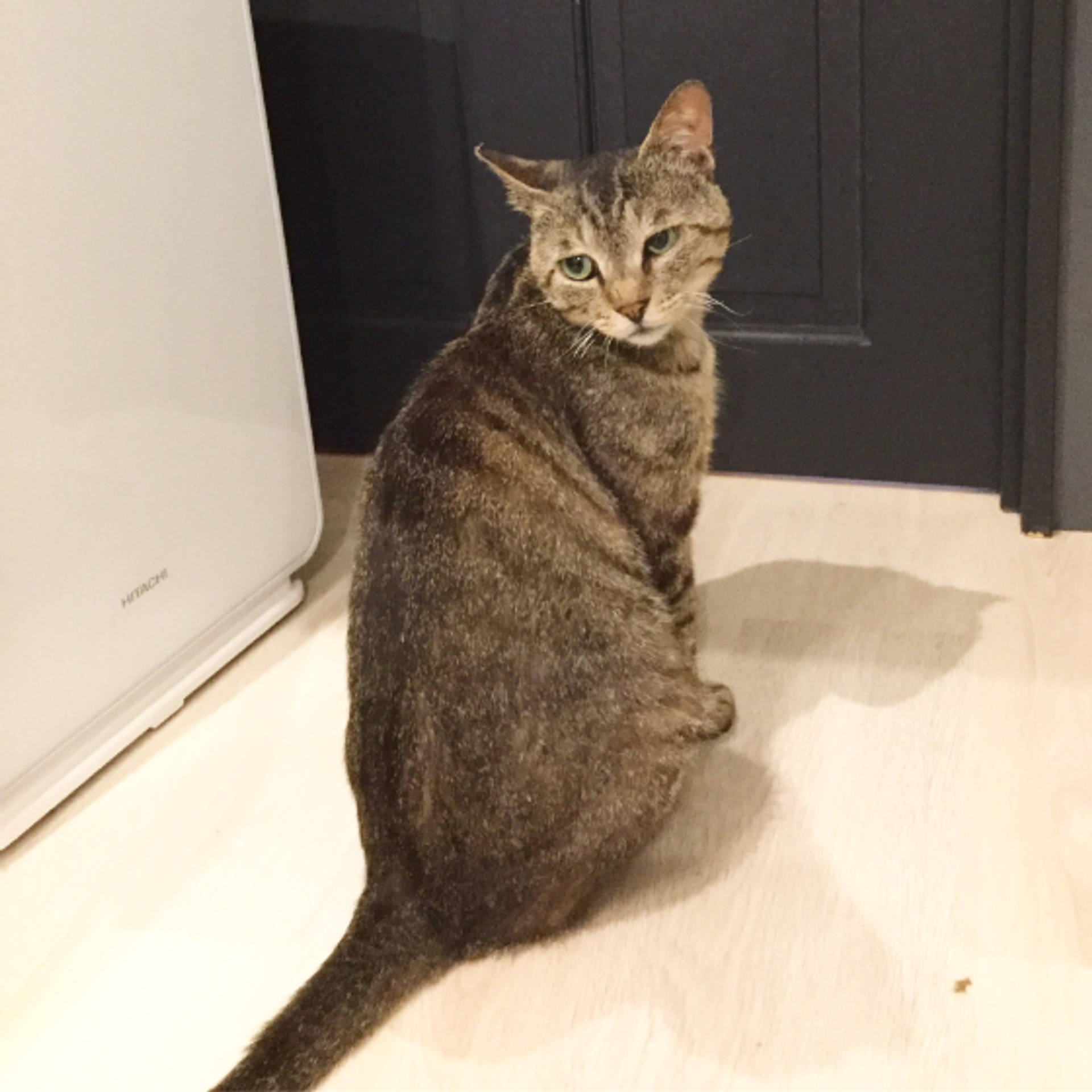 雑種（ミックス猫）・オスの里親募集の写真