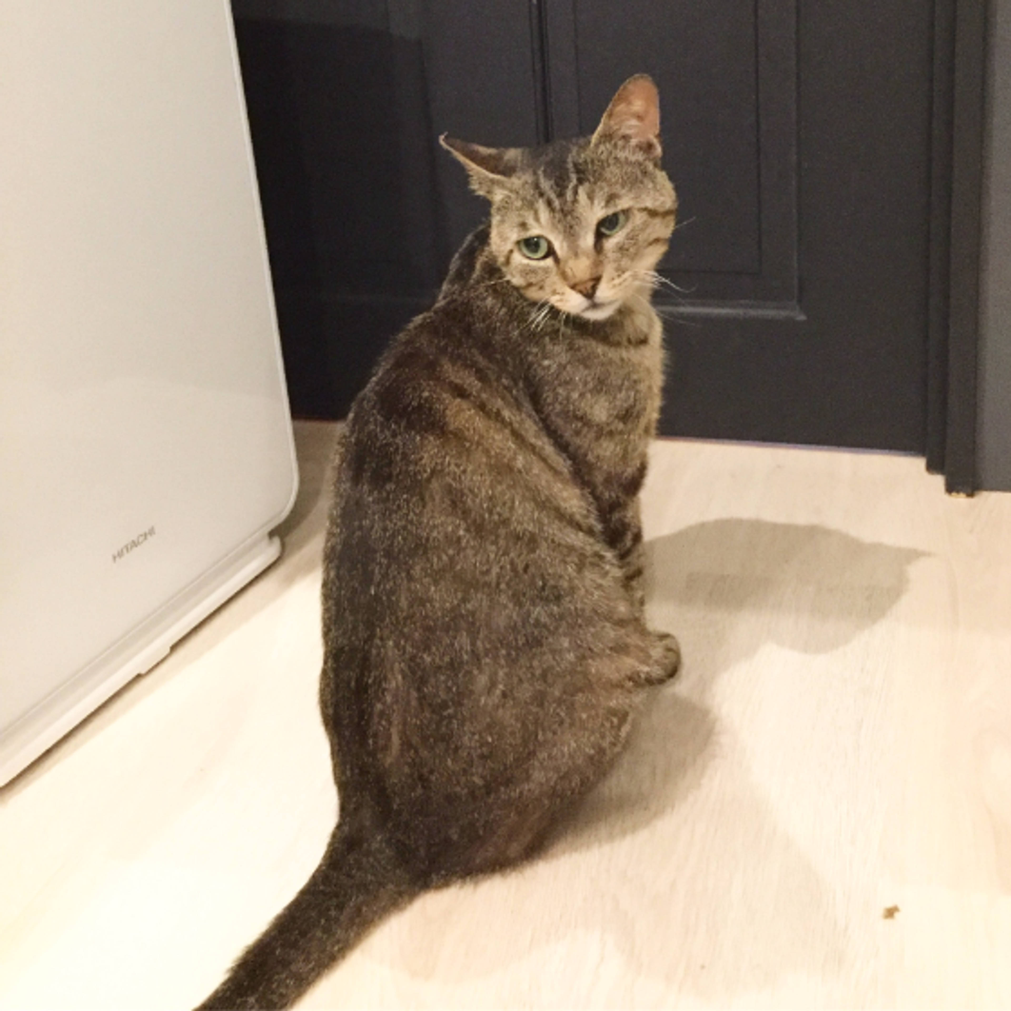 雑種（ミックス猫）・オスの里親募集の写真