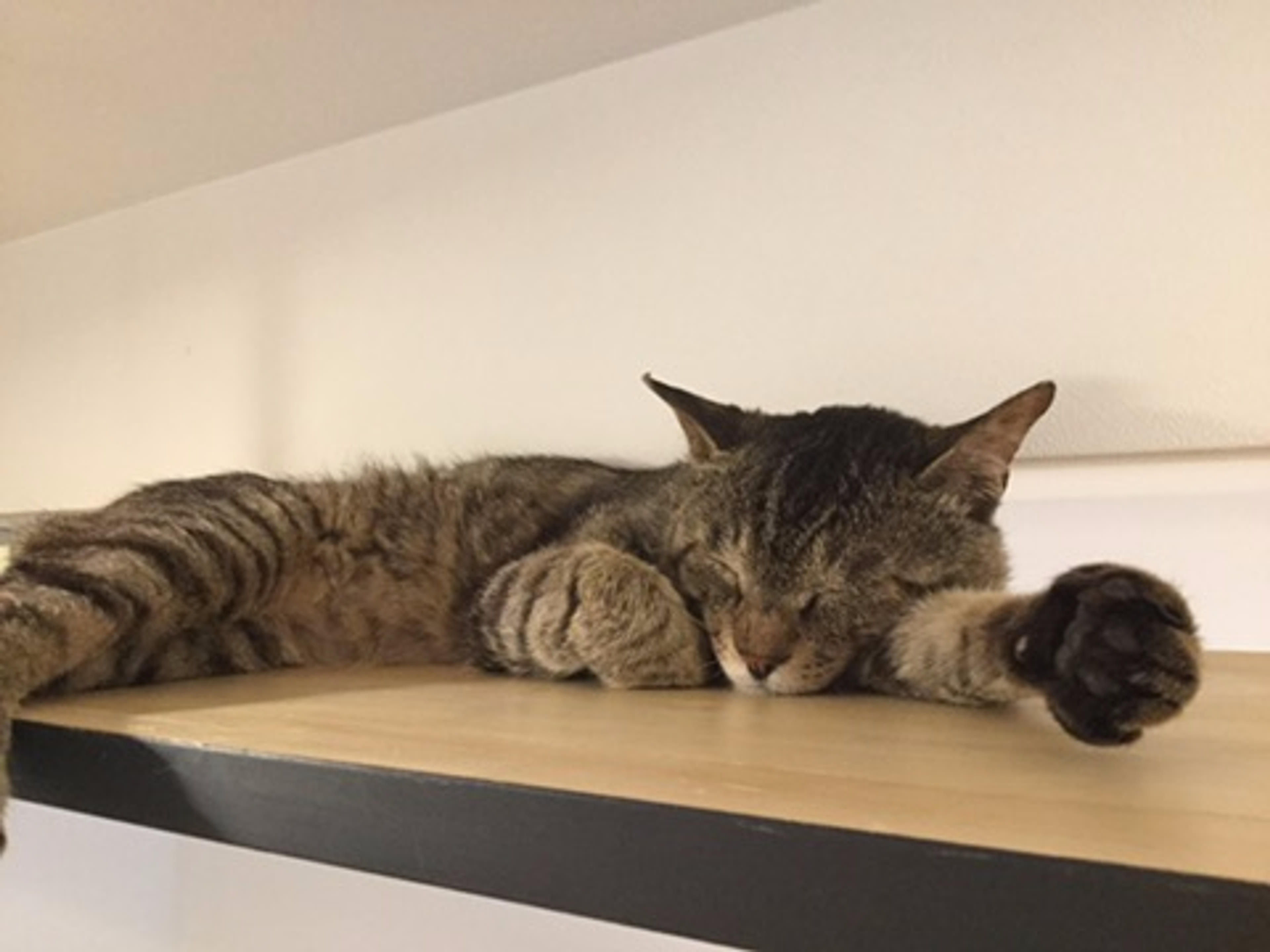 pet-image-2